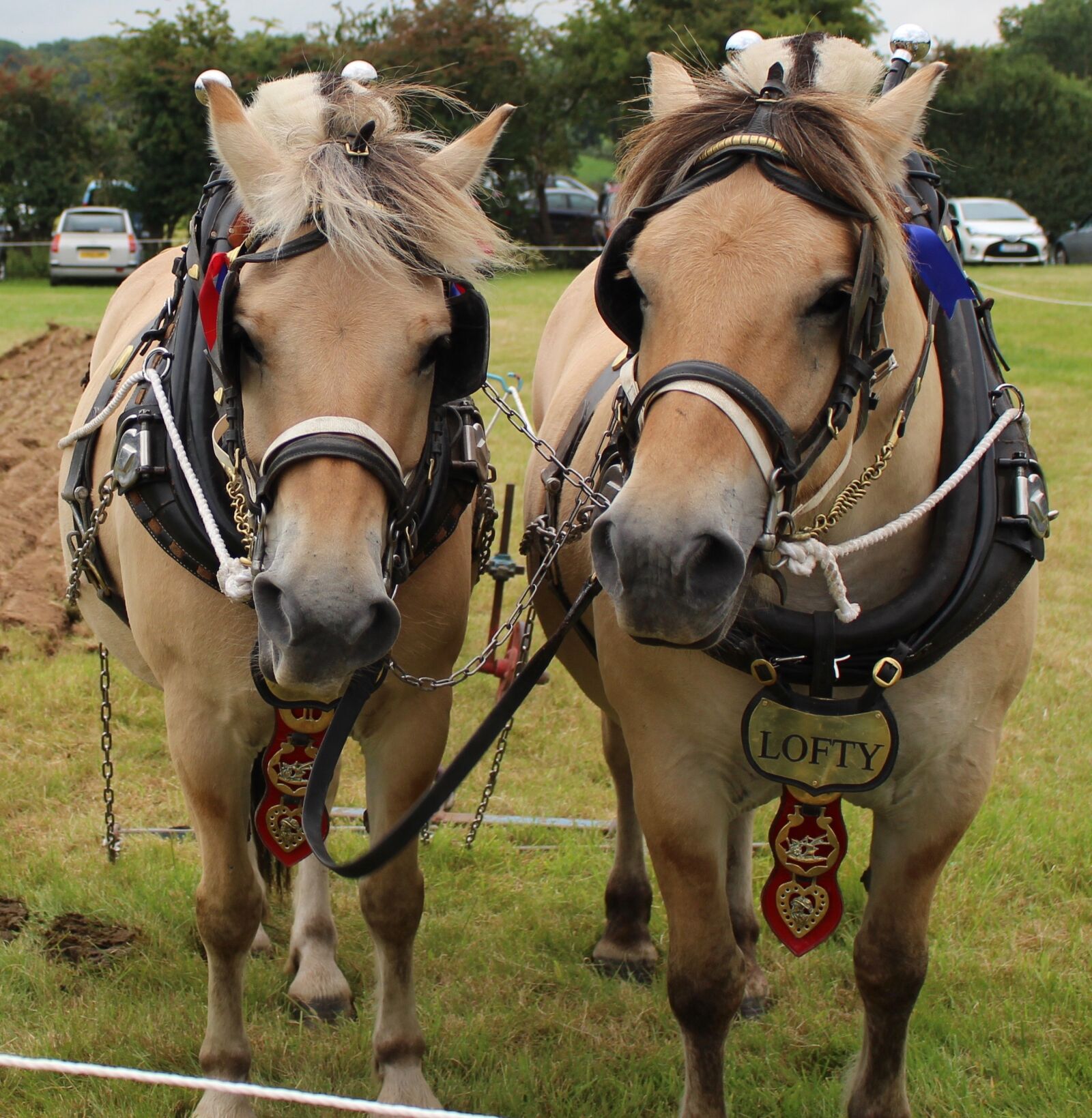 Canon EOS 700D (EOS Rebel T5i / EOS Kiss X7i) sample photo. Shire horse, harness, animal photography