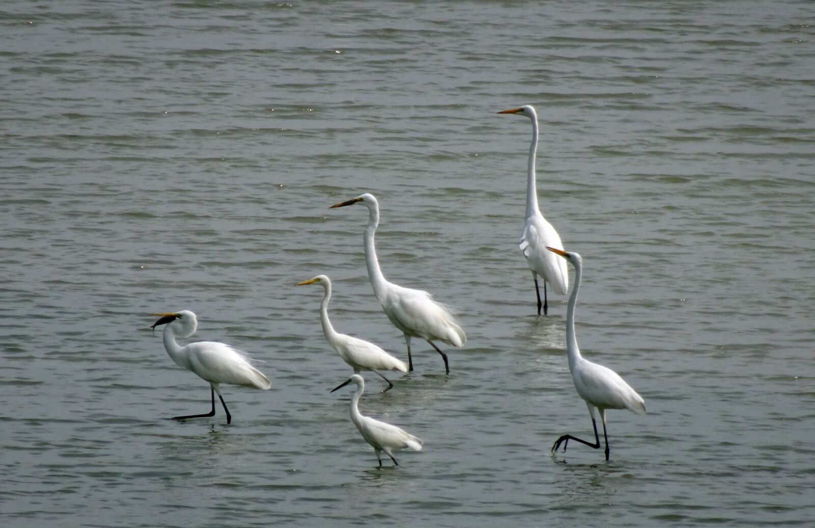 Sony Cyber-shot DSC-HX90V sample photo. Egret, bird, flock photography