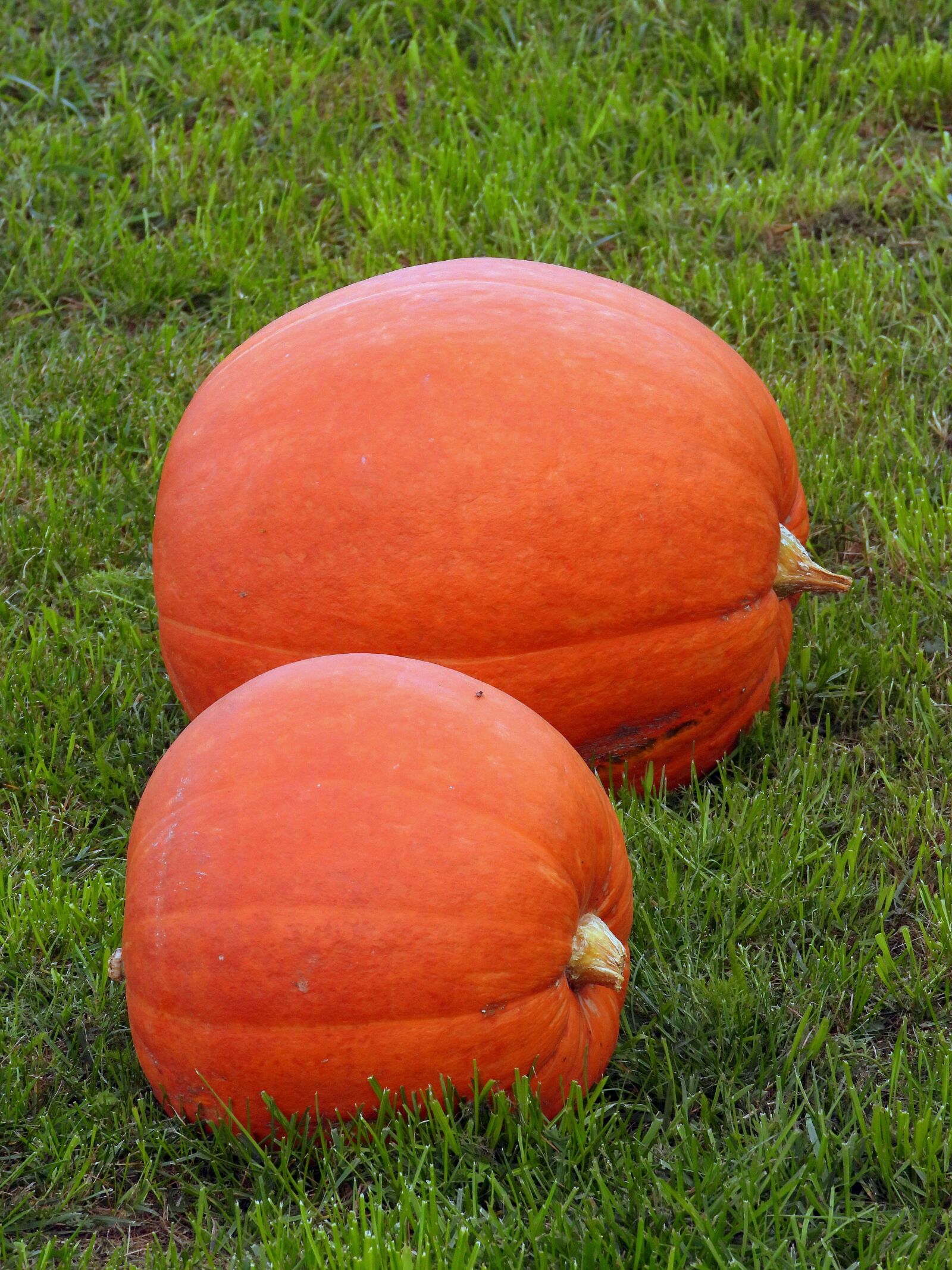 Nikon Coolpix P1000 sample photo. Pumpkins, orange, pumpkin photography