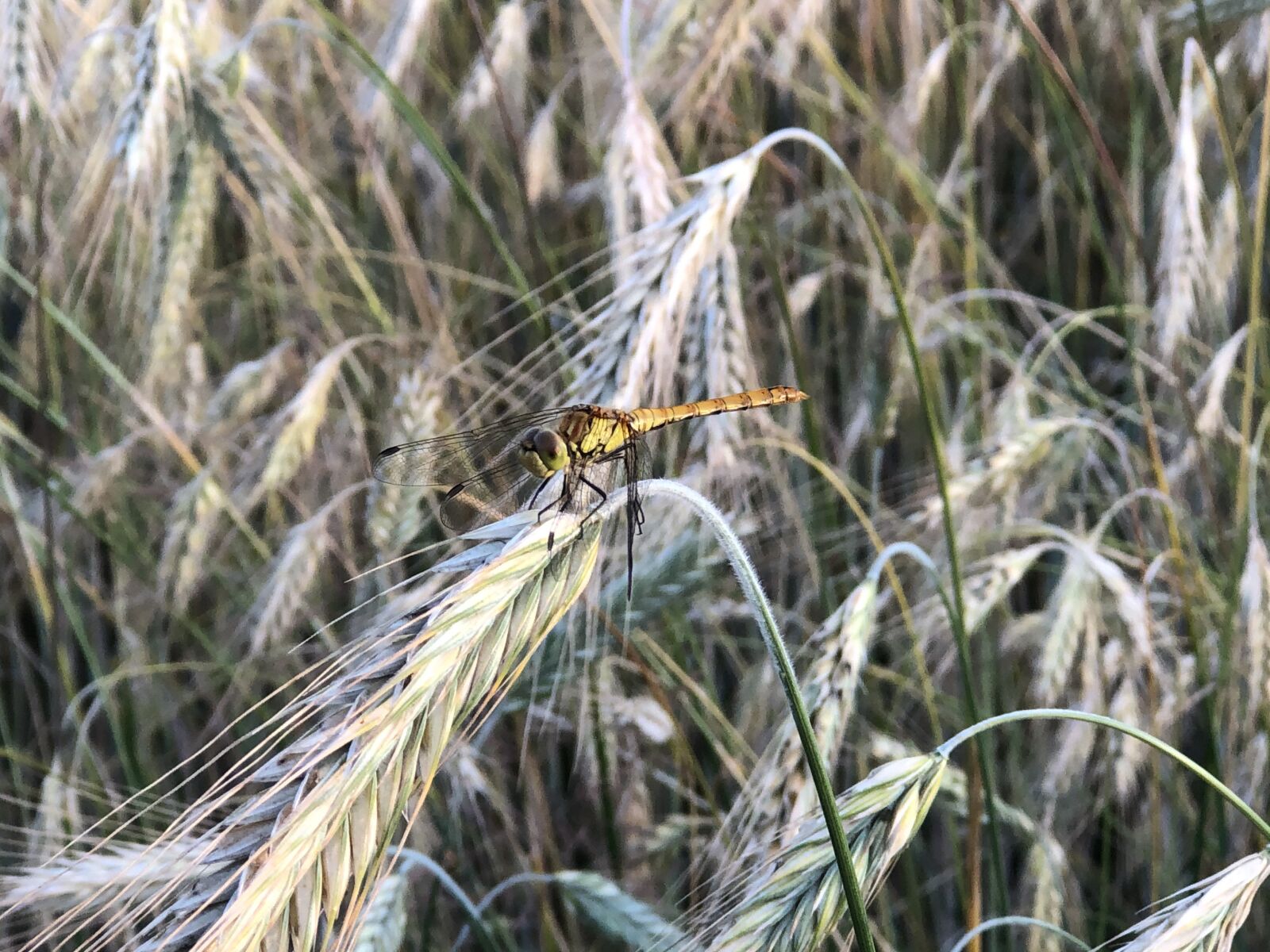 iPhone 8 Plus back dual camera 6.6mm f/2.8 sample photo. Cereals, dragonfly, nature photography