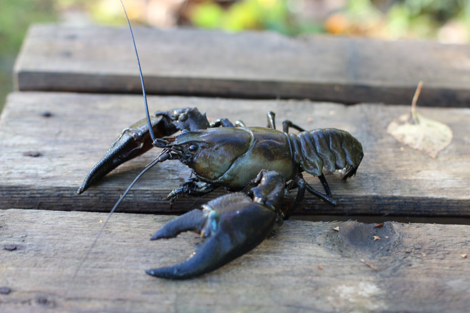 Canon EOS 600D (Rebel EOS T3i / EOS Kiss X5) + Canon EF 50mm F1.4 USM sample photo. Crab, shrimp, crebs photography