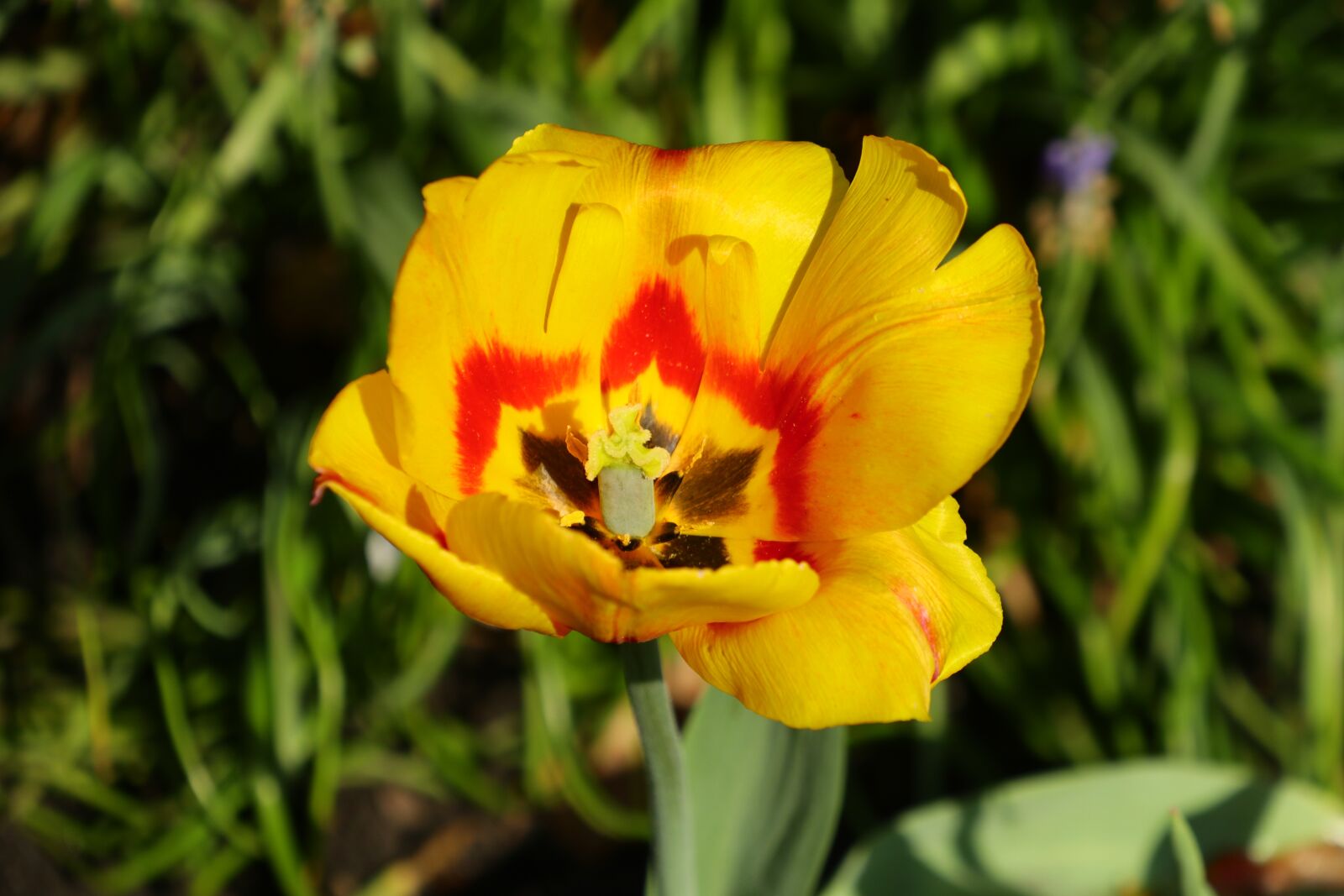 Canon EOS M5 sample photo. Flower, nature, plant photography