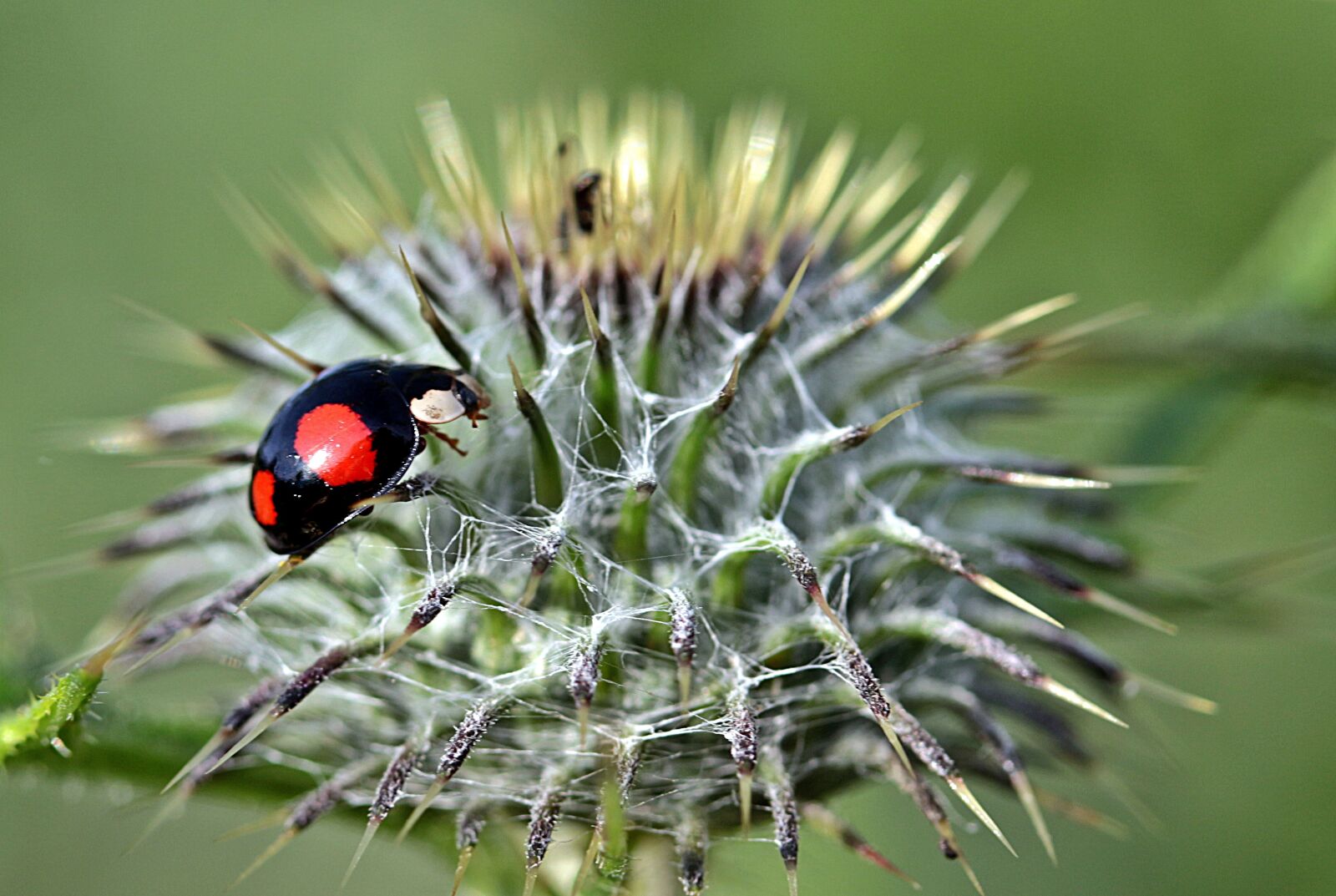 Canon EOS 650D (EOS Rebel T4i / EOS Kiss X6i) sample photo. Ladybug, asian ladybug, harmonia photography