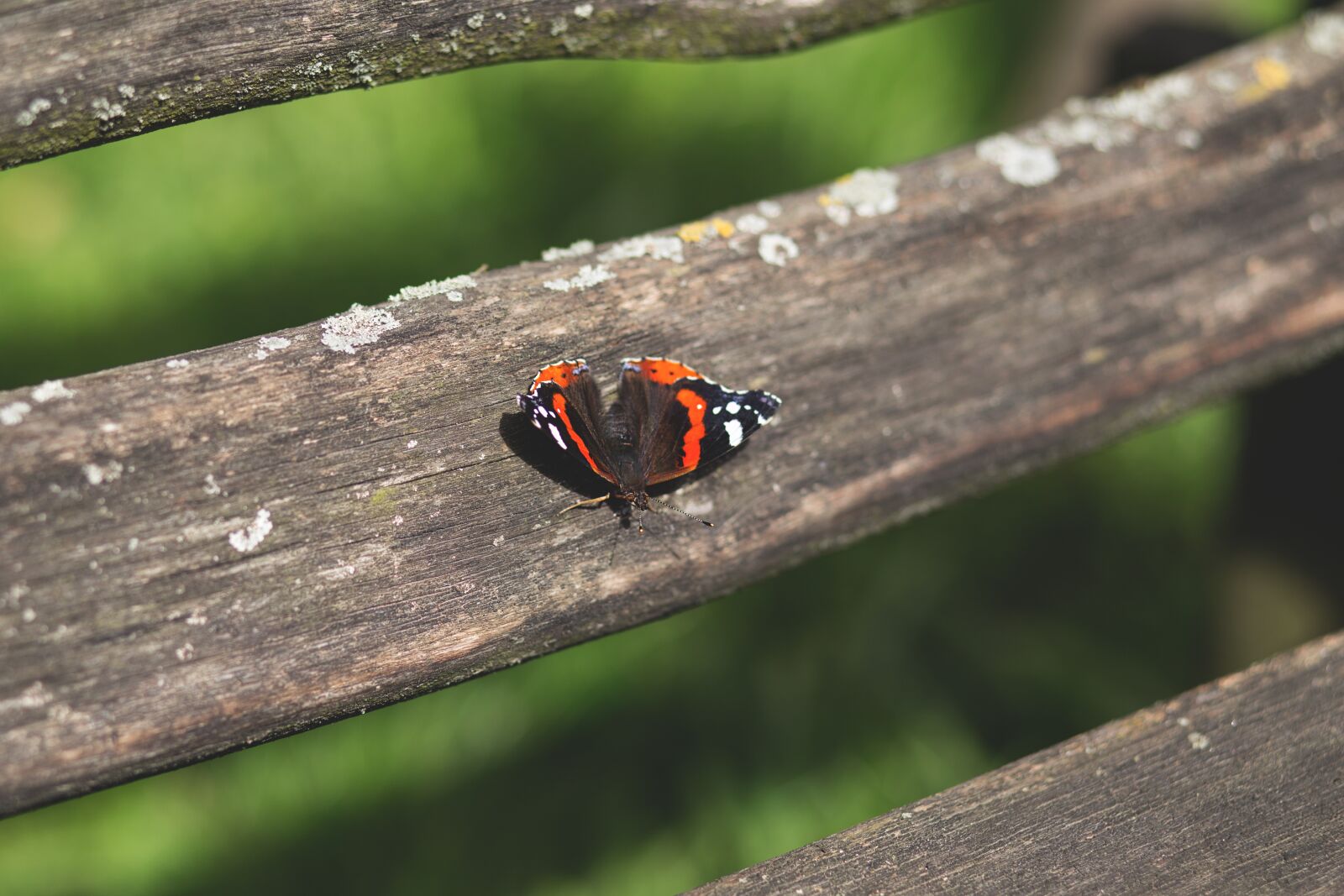 Canon EF 85mm F1.8 USM sample photo. Nature, appealing, attractive photography