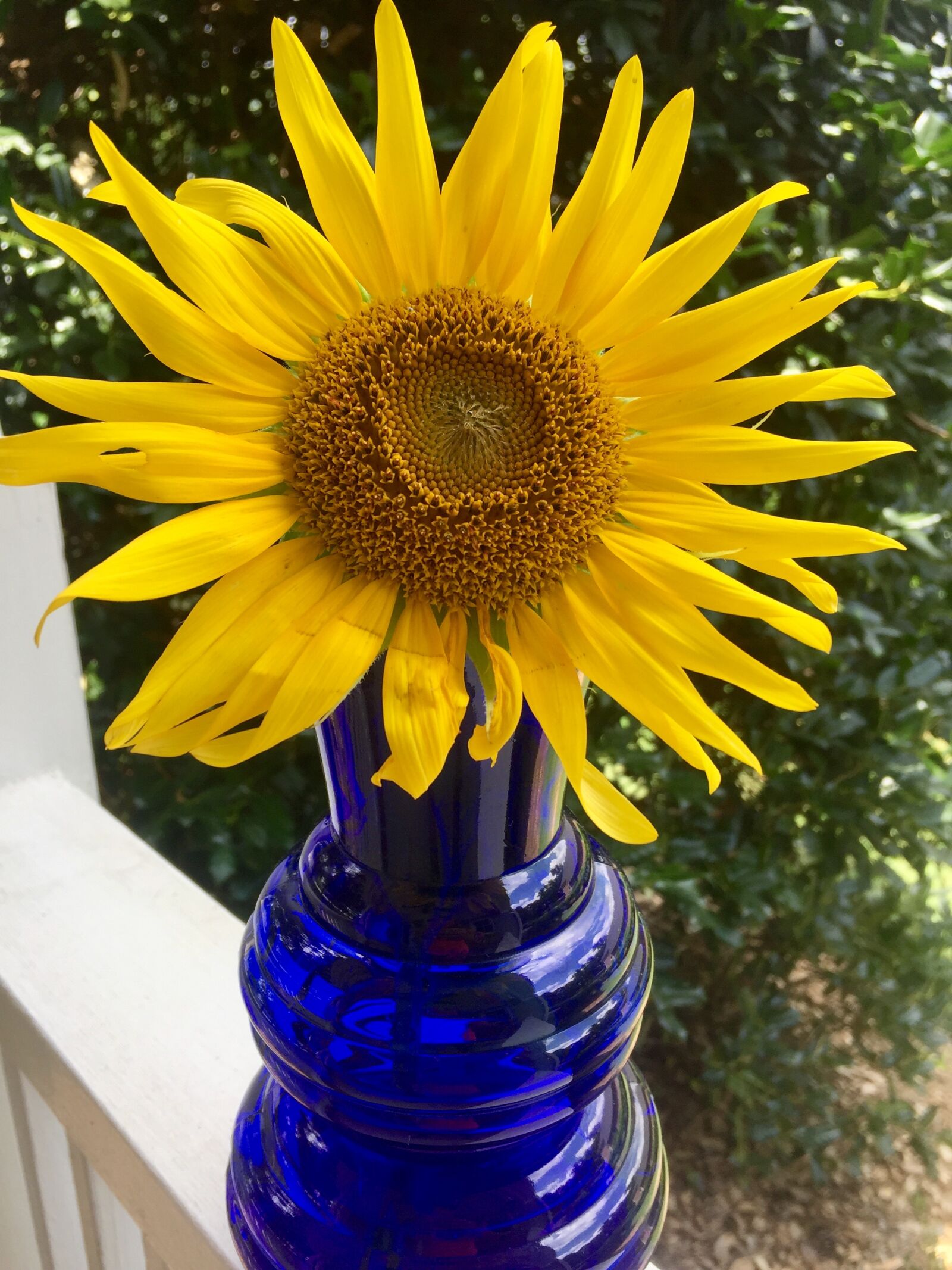 iPhone 6 back camera 4.15mm f/2.2 sample photo. Sunflower photography