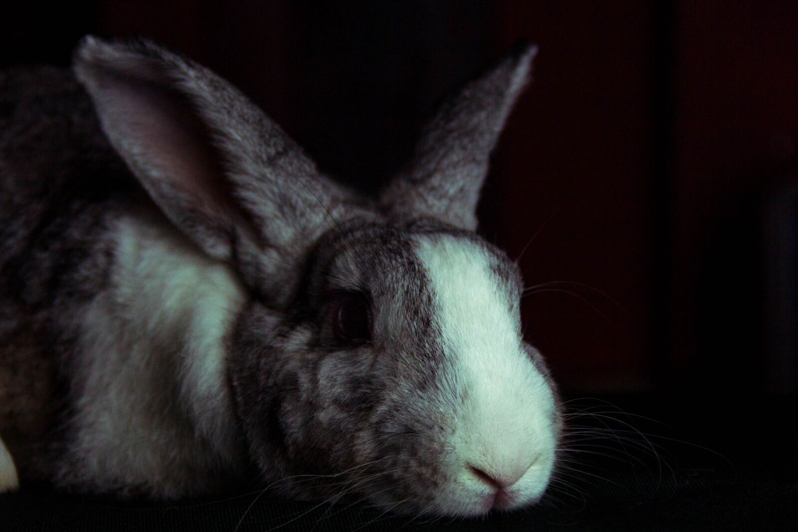 Canon EOS 550D (EOS Rebel T2i / EOS Kiss X4) sample photo. Rabbit, bunny, hare photography