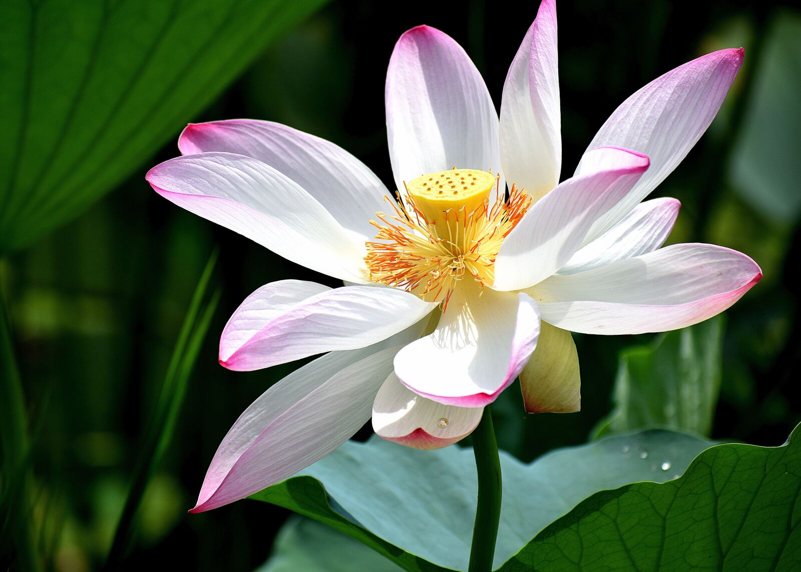 Nikon D3300 sample photo. Lotus, flower, pond photography