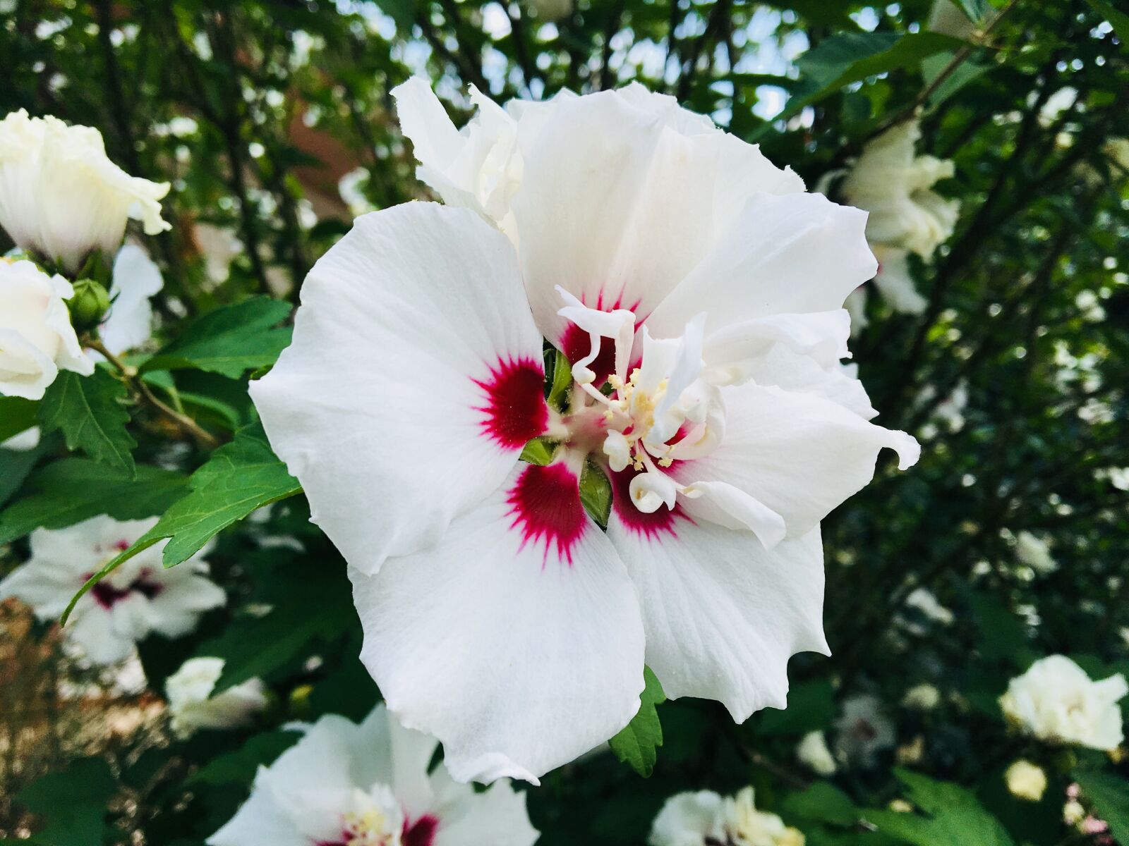 Apple iPhone 6s sample photo. Flower, white, summer photography
