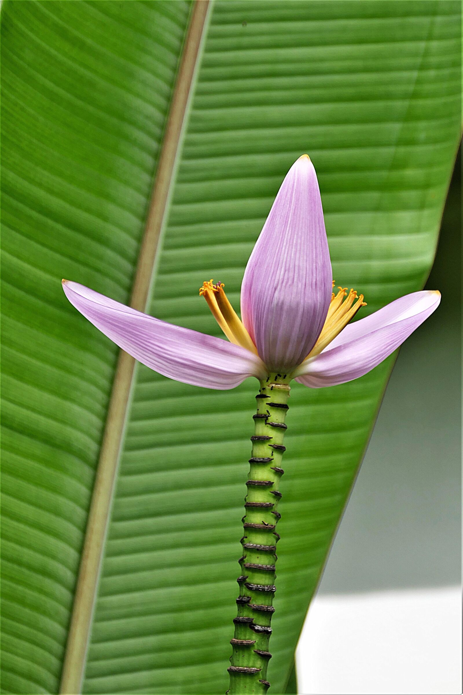 Panasonic Lumix DMC-FZ1000 sample photo. Banana flower, exotic, banana photography