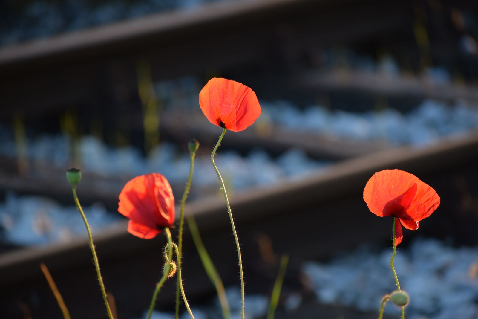 Nikon D3300 sample photo. Three red poppys, near photography