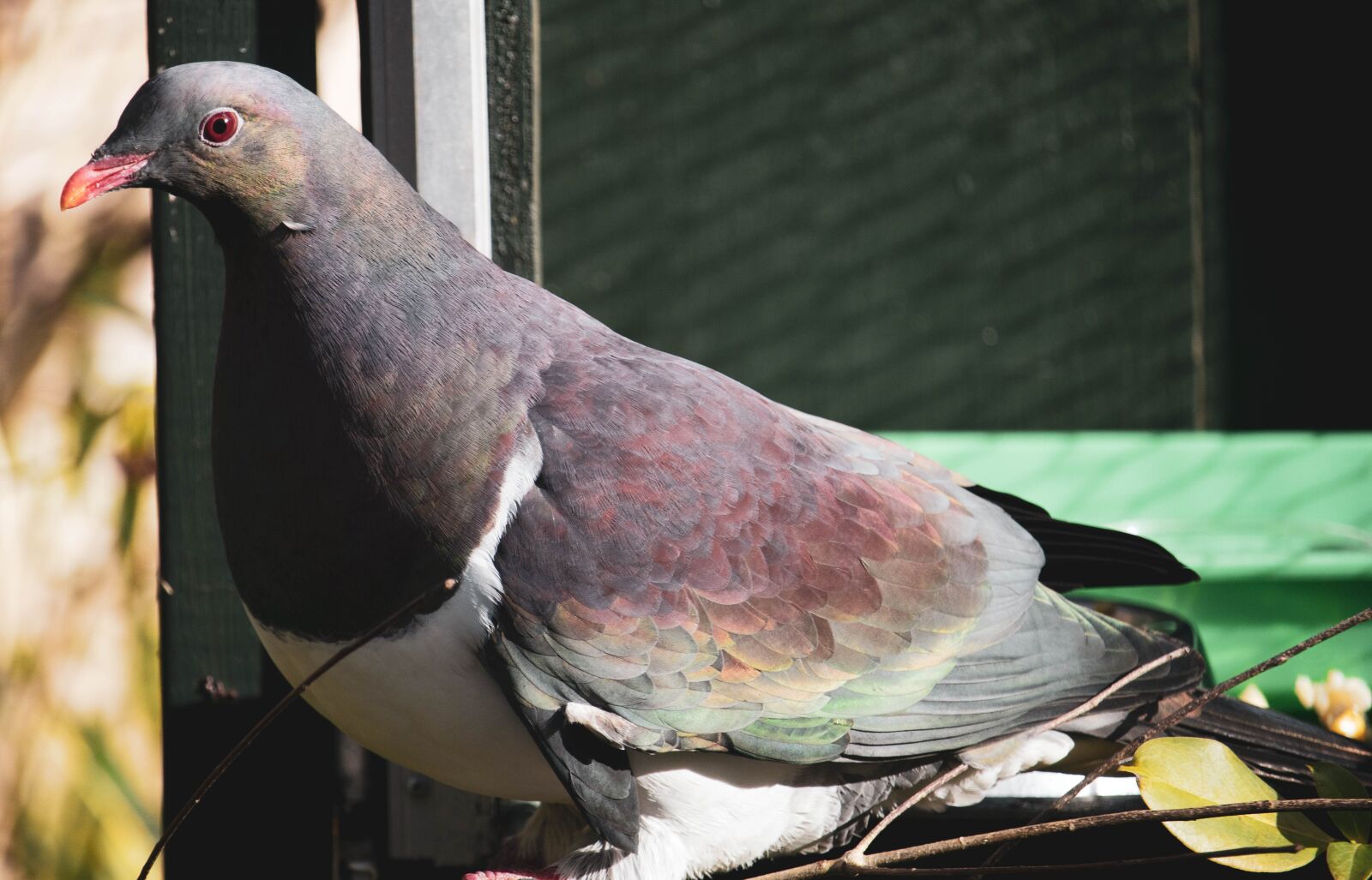 Canon EOS 4000D (EOS Rebel T100 / EOS 3000D) sample photo. New zealand, wood pigeon photography