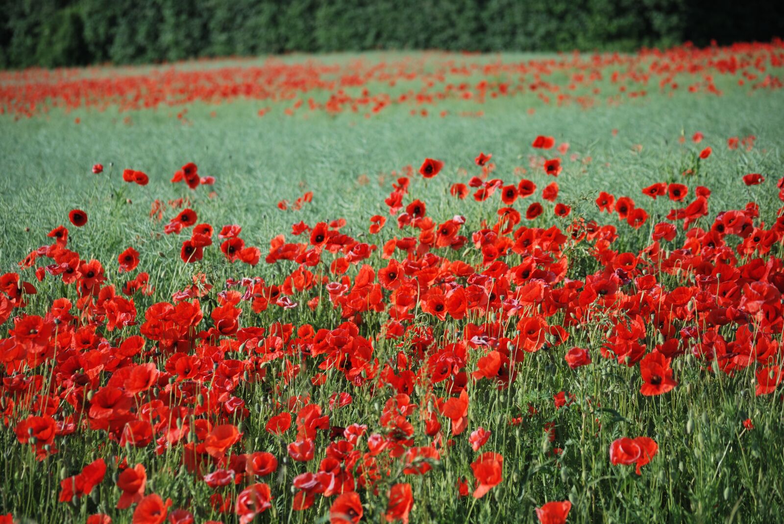 Nikon D60 sample photo. Mark, flowers, poppy photography