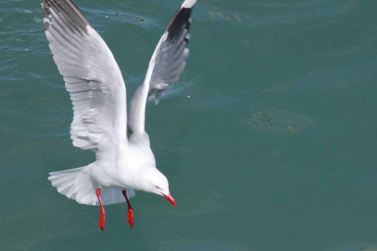 Canon EOS 550D (EOS Rebel T2i / EOS Kiss X4) sample photo. Seagull, birds, freedom photography