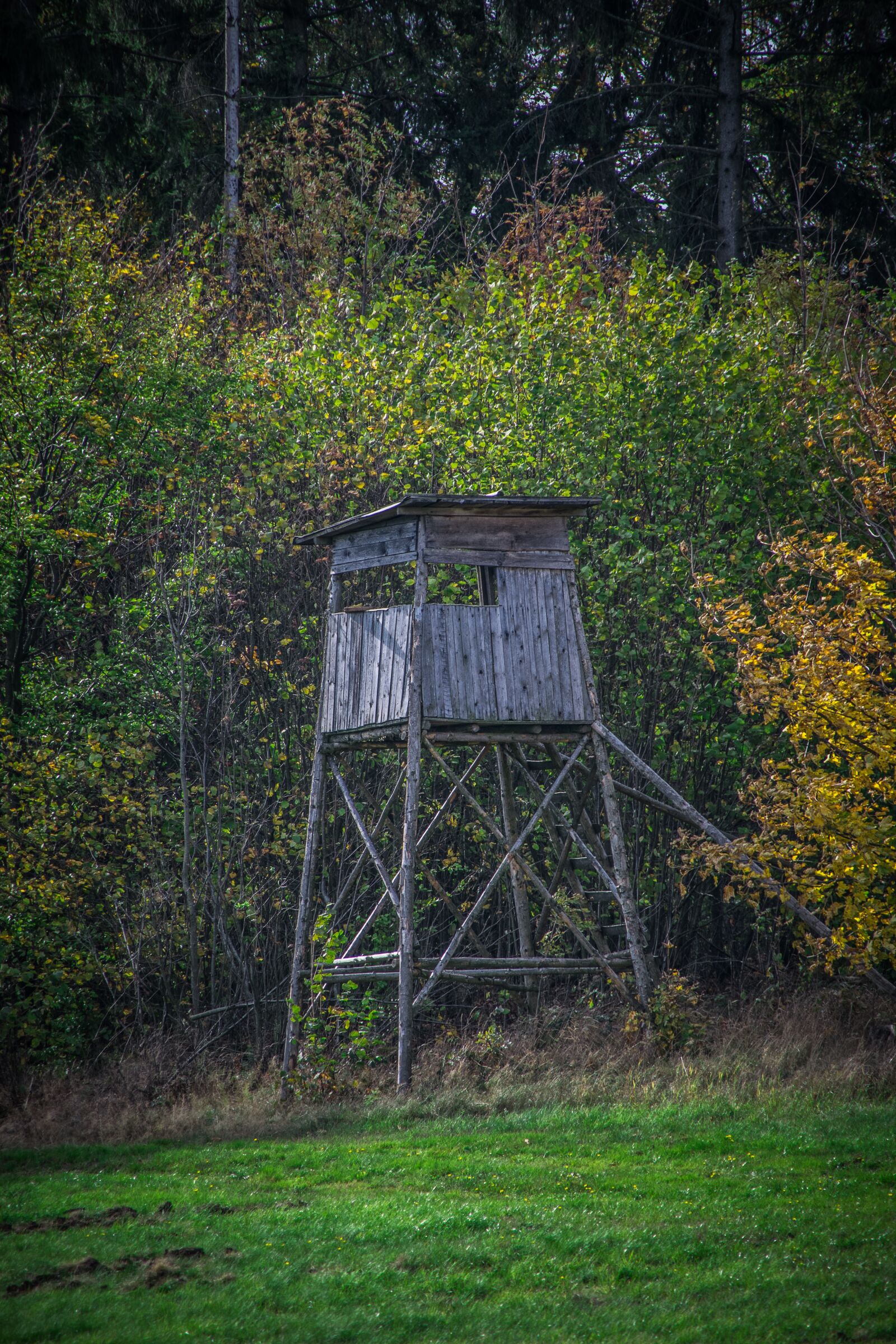 Nikon D5300 sample photo. Hunting, forest, meadow photography
