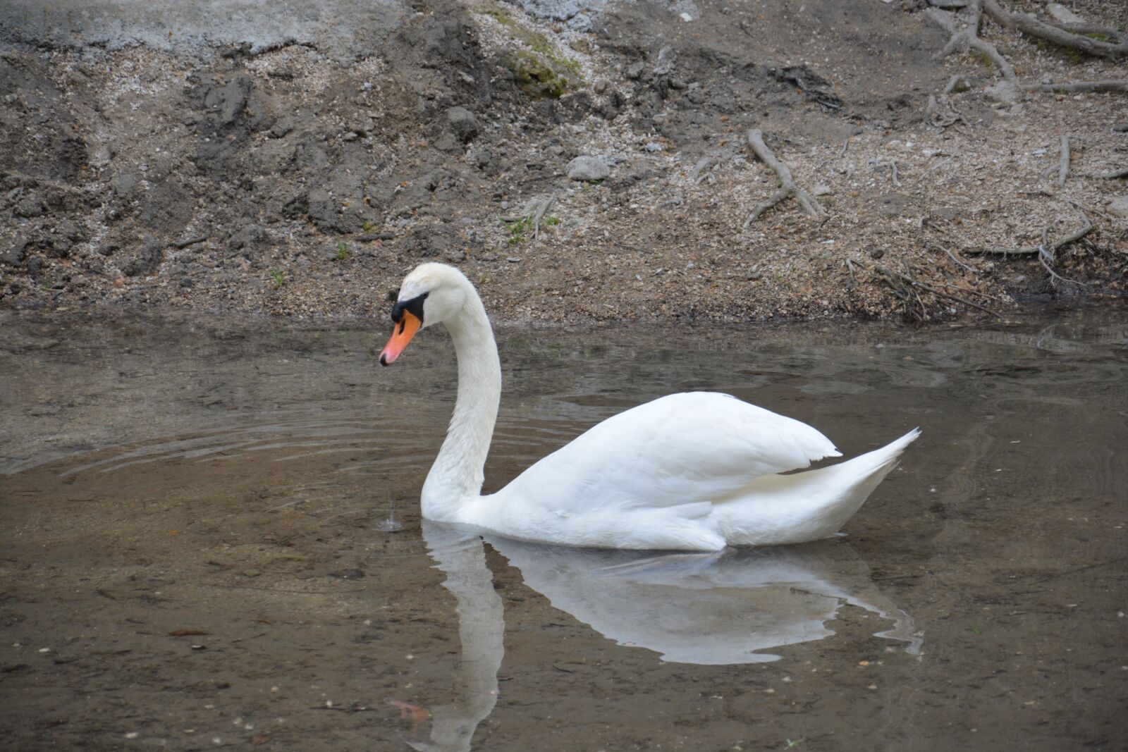 Nikon D5200 sample photo. Swan, lake, reflection photography