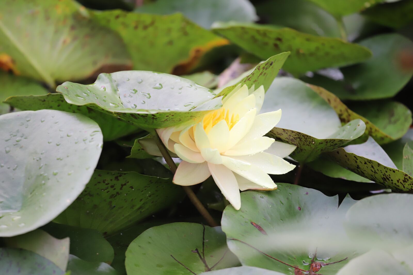 Canon EOS 6D Mark II sample photo. Flower, lotus, nature photography
