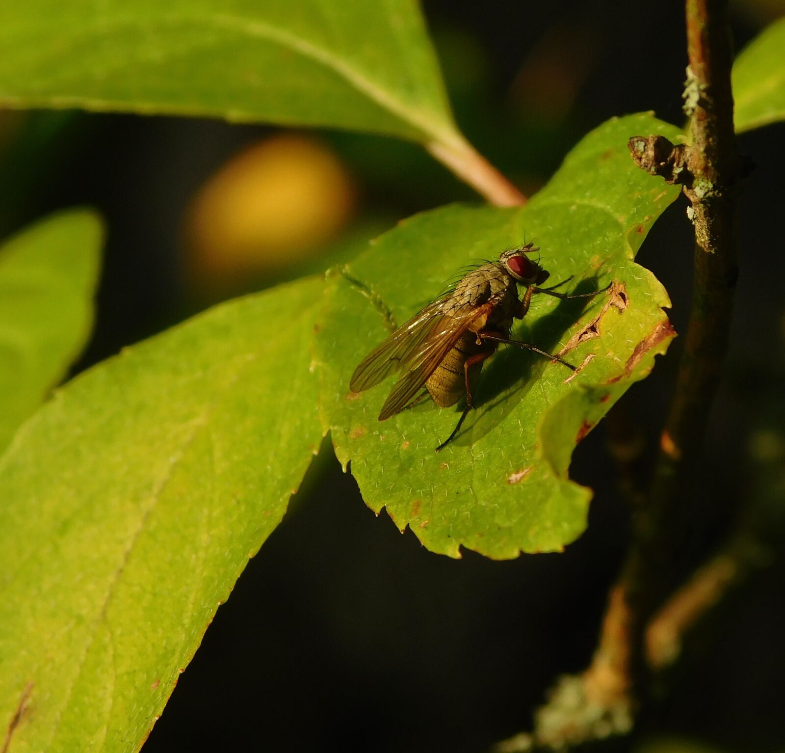 Nikon Coolpix L840 sample photo. Fly, insect, macro photography