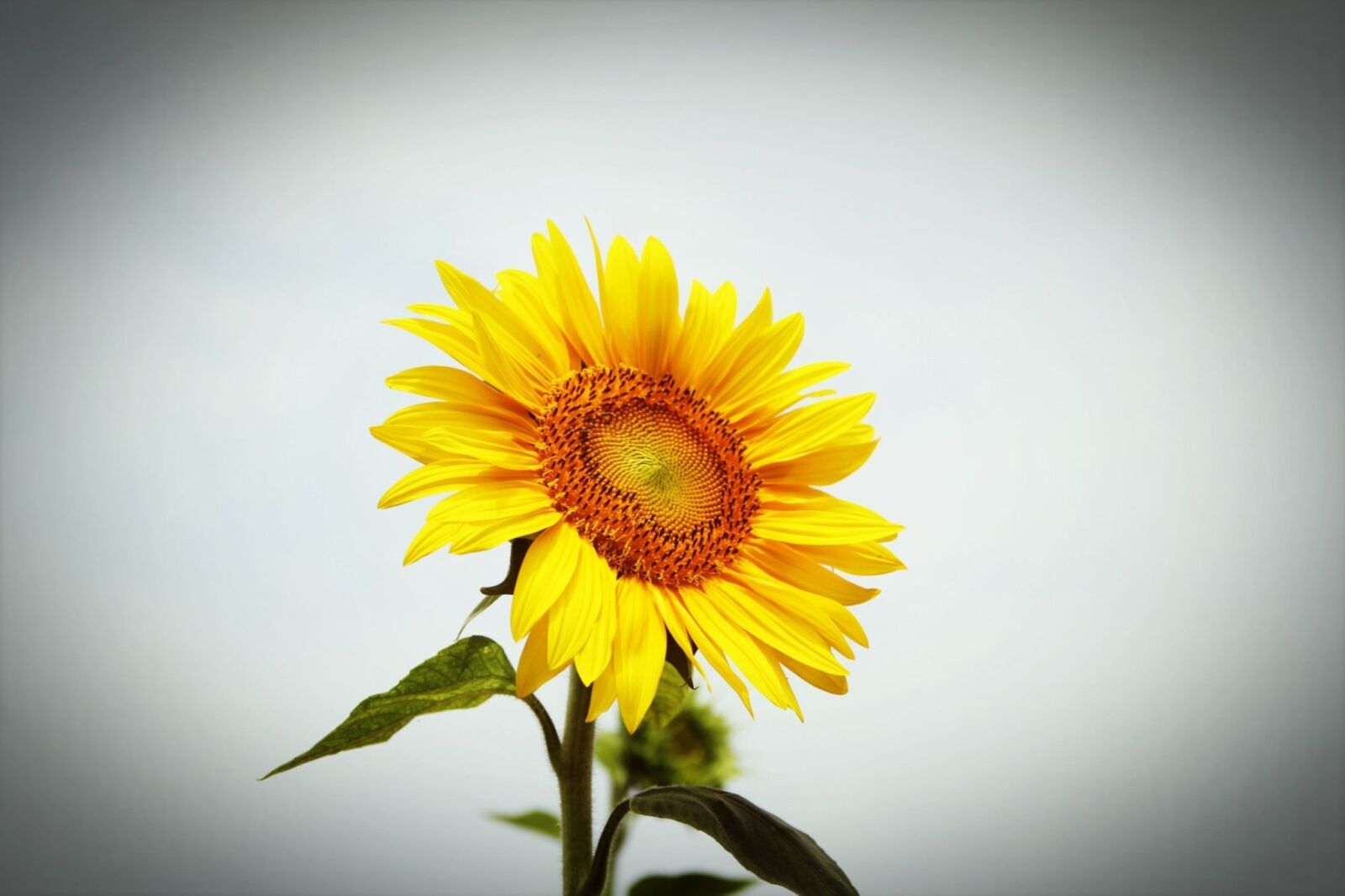 Canon EOS 60D sample photo. Sunflower, your efforts, park photography