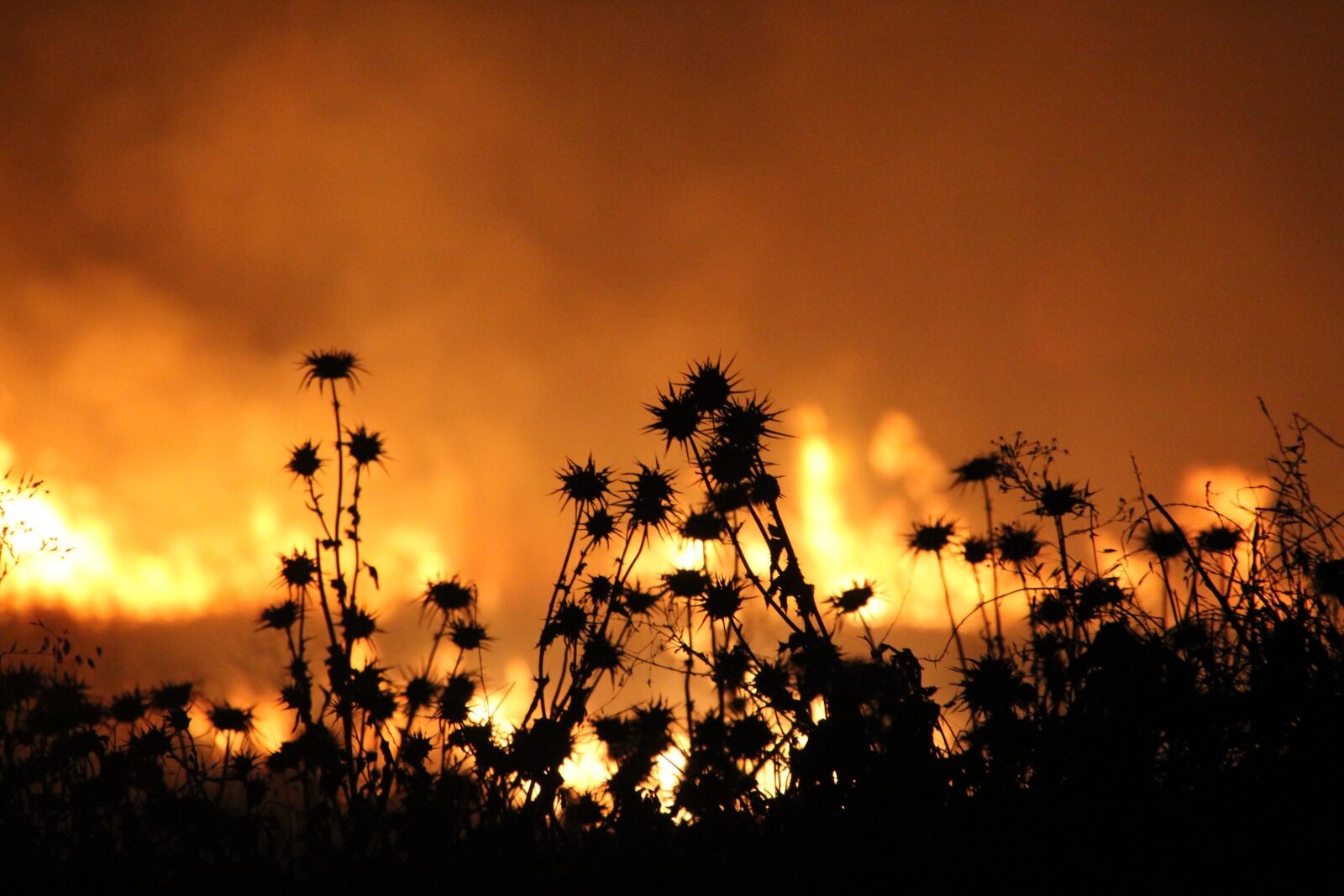 Canon EOS 550D (EOS Rebel T2i / EOS Kiss X4) sample photo. Fire, yellow, red photography