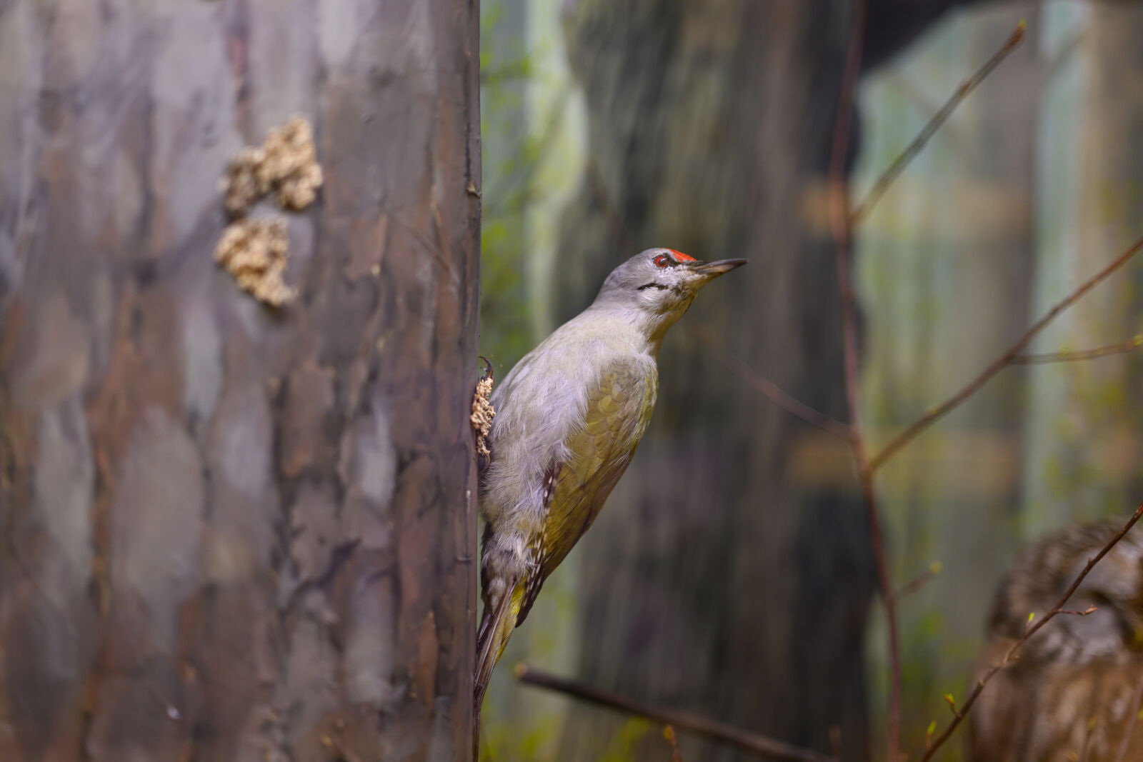 Nikon Z8 sample photo. Bird tree photography
