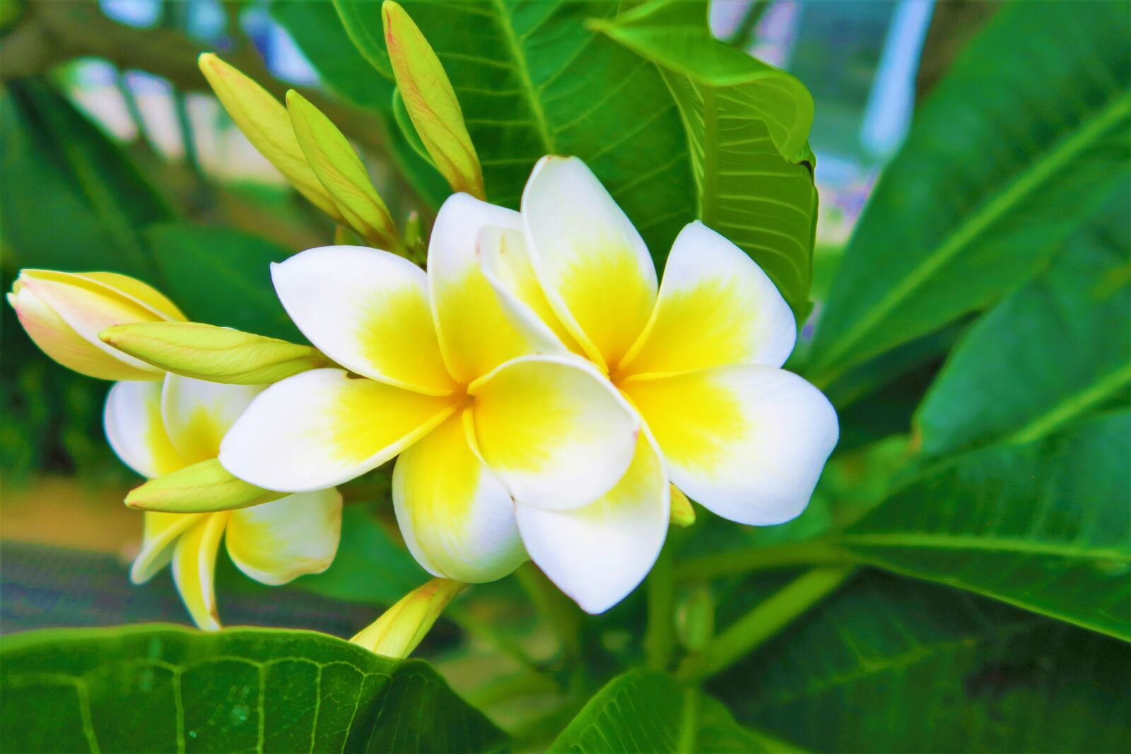 Canon PowerShot G7 X sample photo. Flower, nature, summer photography