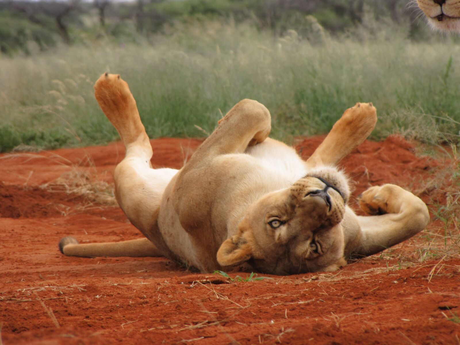 Canon PowerShot SX10 IS sample photo. Lion, lioness, africa photography