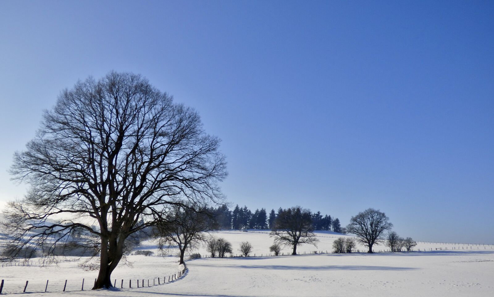 Panasonic DMC-FZ72 sample photo. Snow landscape, tree, winter photography