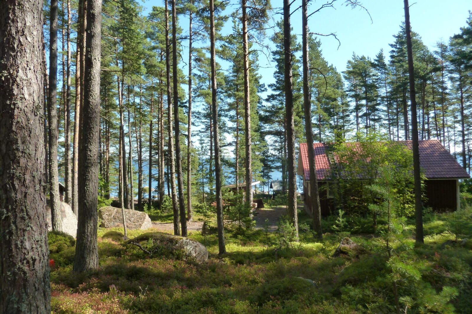 Panasonic Lumix DMC-ZS7 (Lumix DMC-TZ10) sample photo. Finland, summer, forest photography