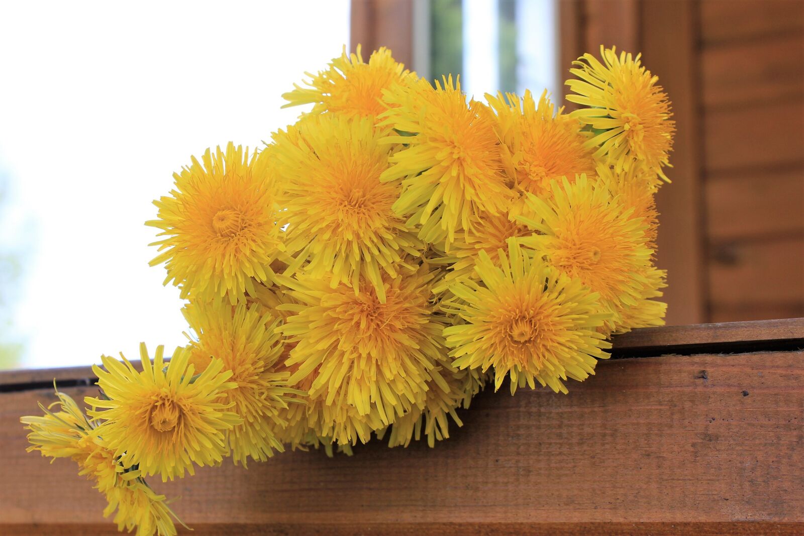 Canon EOS 60D sample photo. Dandelion, dandelions, yellow photography