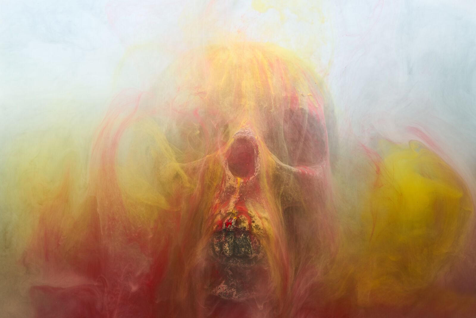 Sigma 85mm F1.4 DG HSM Art sample photo. Skull, dry head, skeleton photography