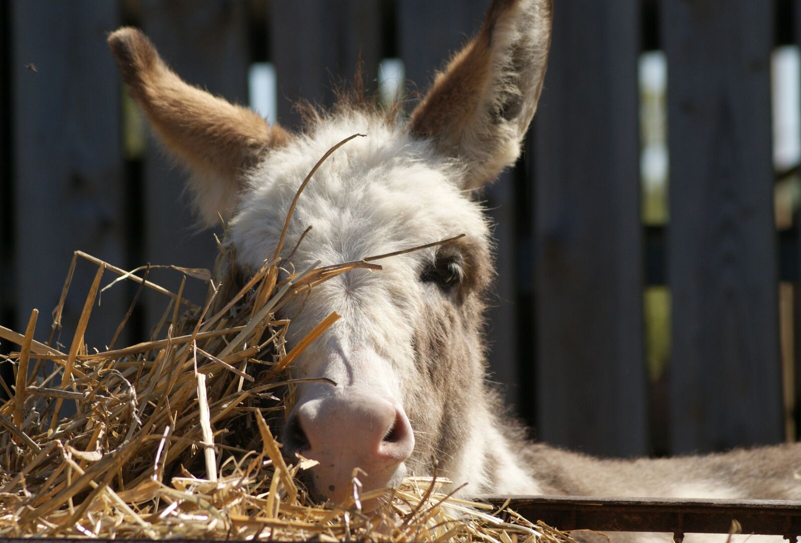 Sony Alpha DSLR-A300 sample photo. Animal, nature, mammal photography