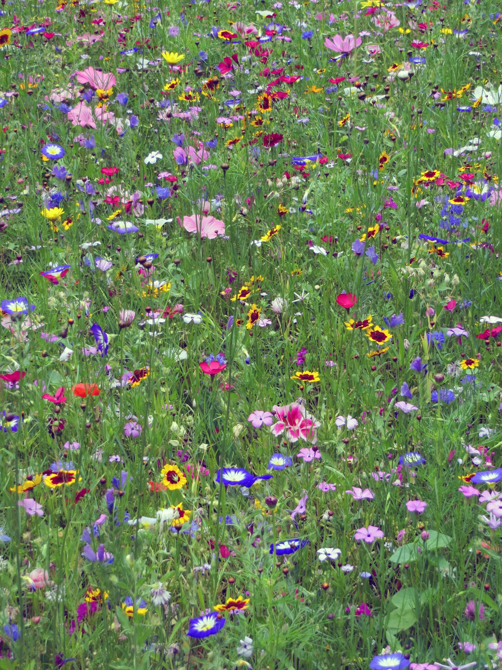 Canon PowerShot SX240 HS sample photo. Flowers, meadow, colorful photography