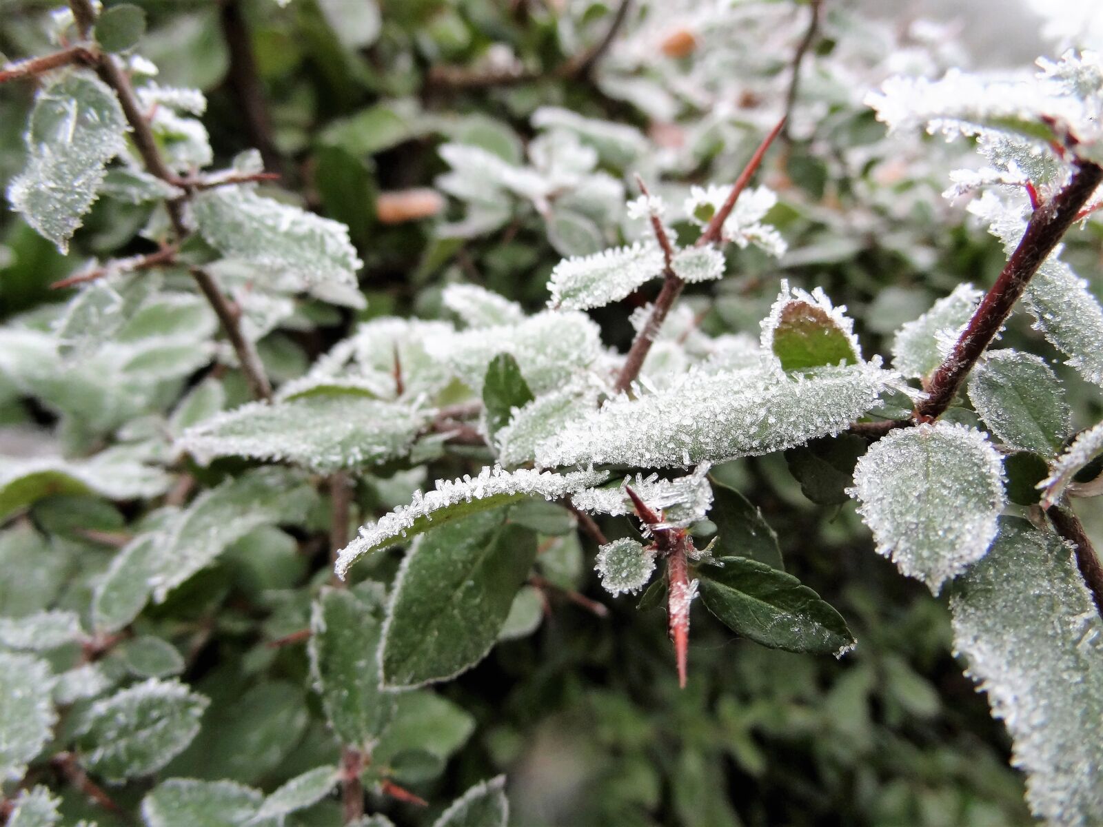 Sony Cyber-shot DSC-HX9V sample photo. Winter, frost, ice photography