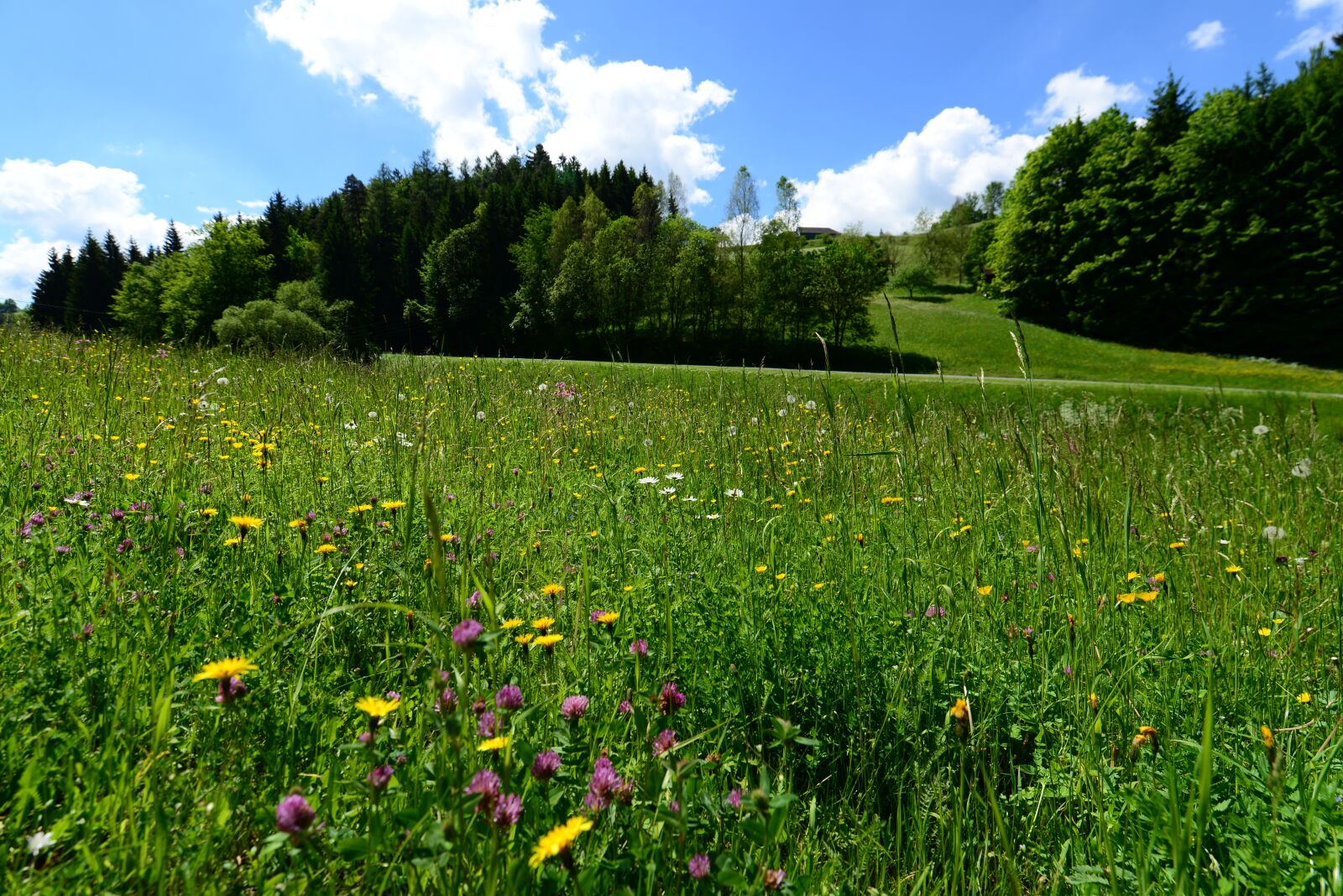 Nikon D610 sample photo. Summer, meadow, grass photography