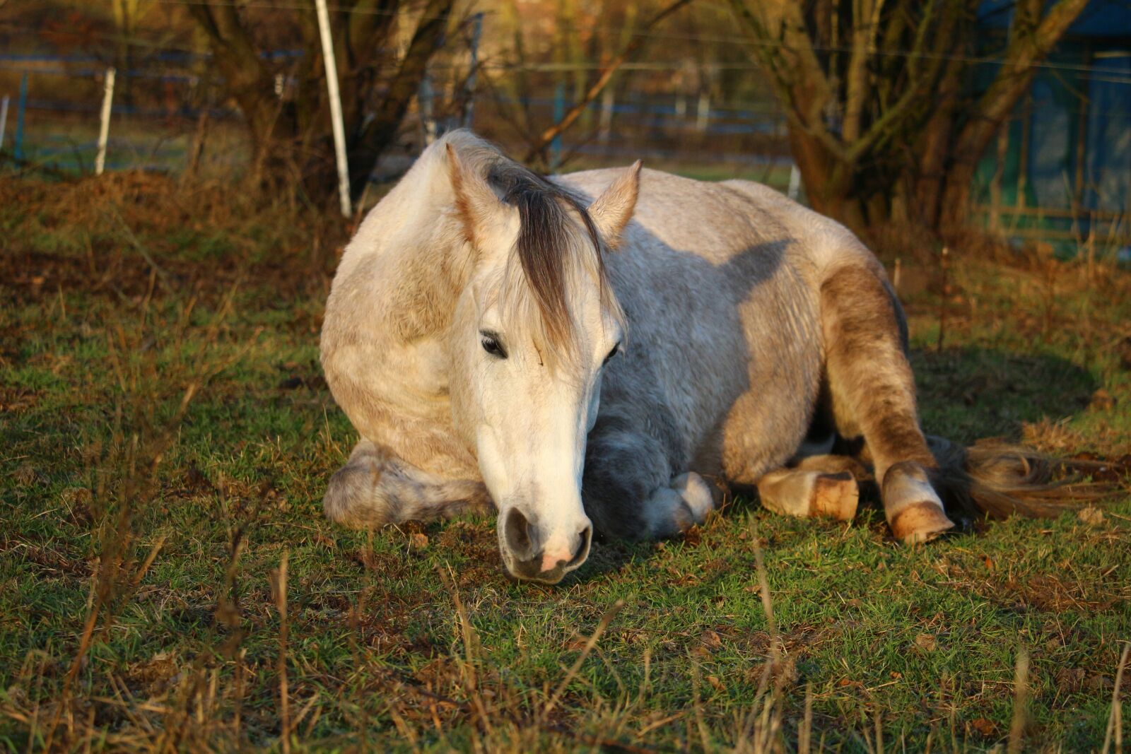 Canon EOS 100D (EOS Rebel SL1 / EOS Kiss X7) sample photo. Horse, thoroughbred arabian, mold photography