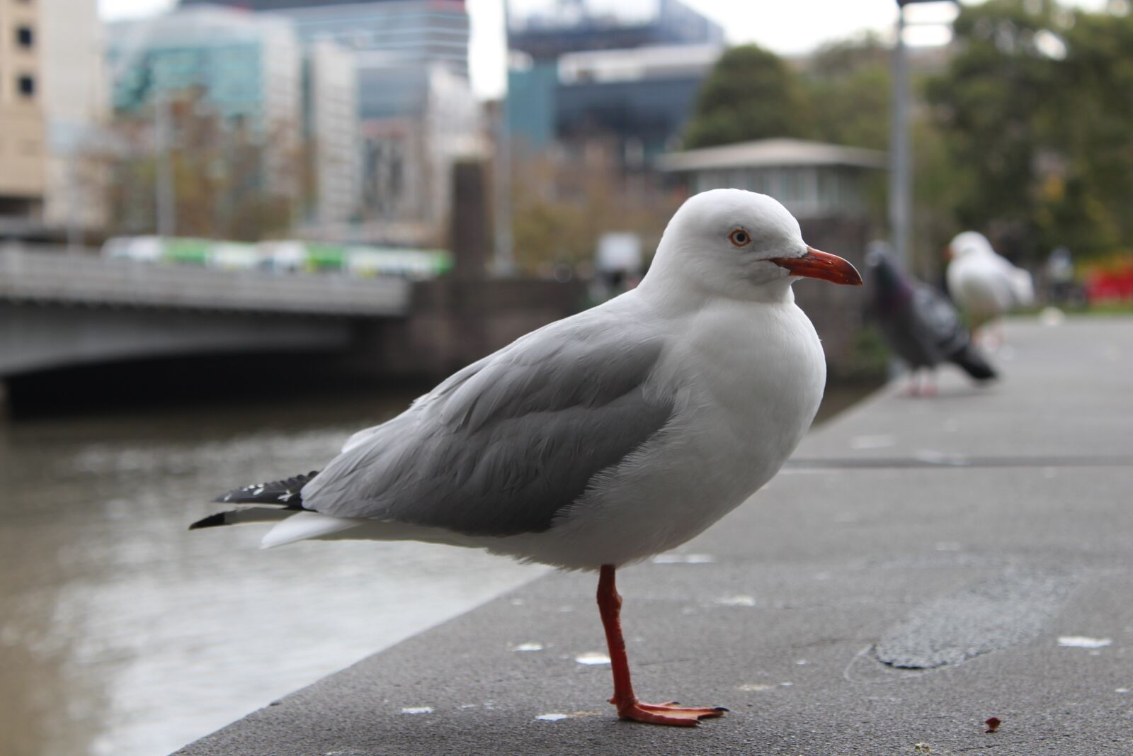 Canon EOS 1300D (EOS Rebel T6 / EOS Kiss X80) sample photo. Seagull, bird, sea photography