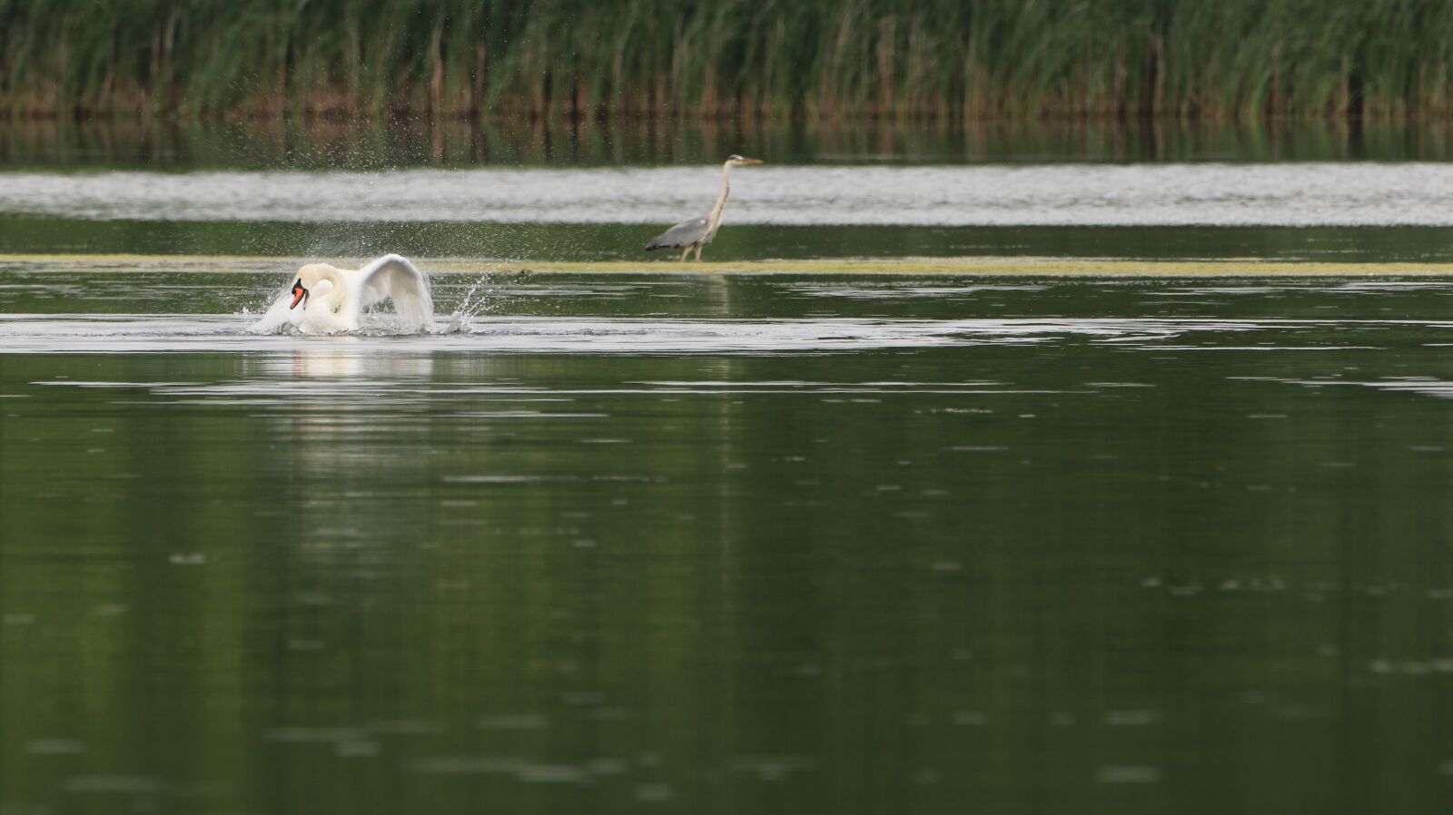 150-600mm F5-6.3 DG OS HSM | Contemporary 015 sample photo. Swan, spring care, lake photography