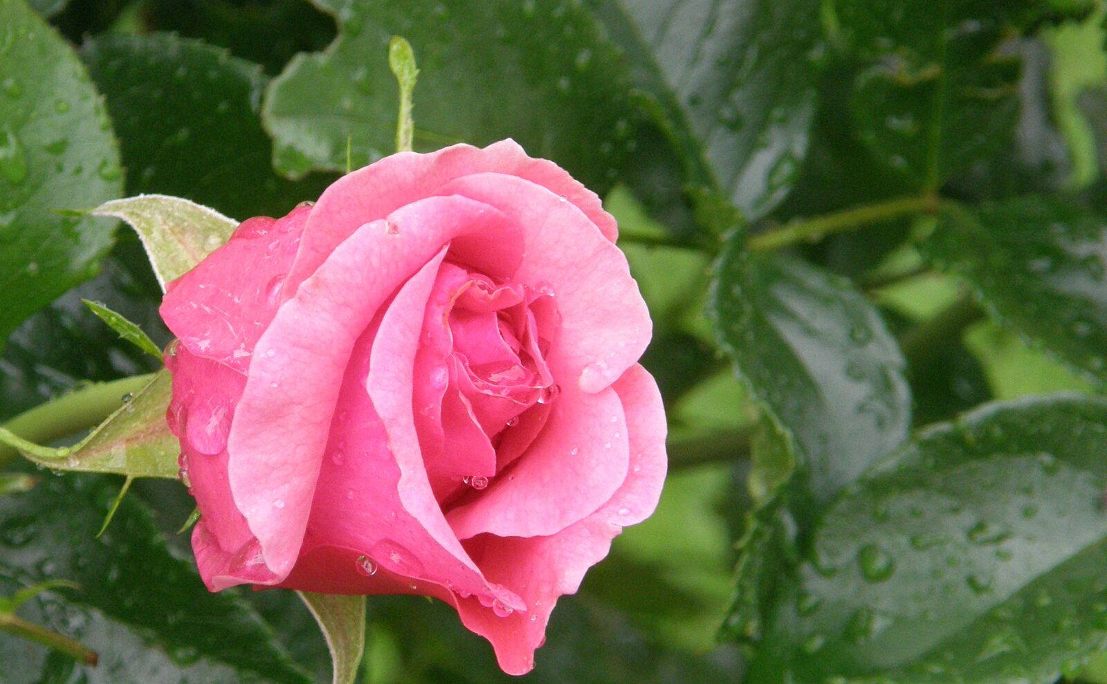 Olympus SP550UZ sample photo. Rose, romantic, blossom photography