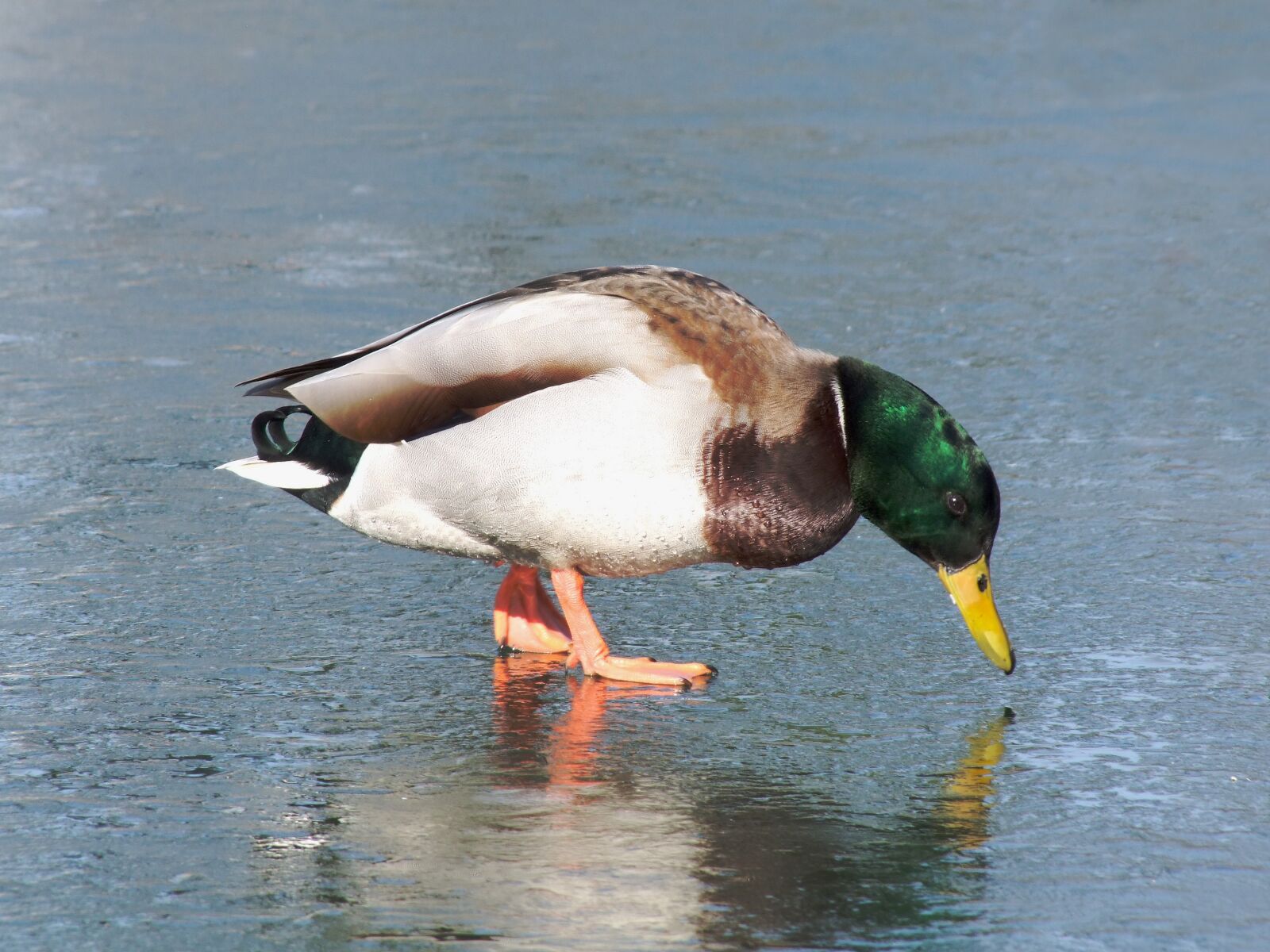 Fujifilm FinePix S100fs sample photo. Wild ducks, bird, winged photography