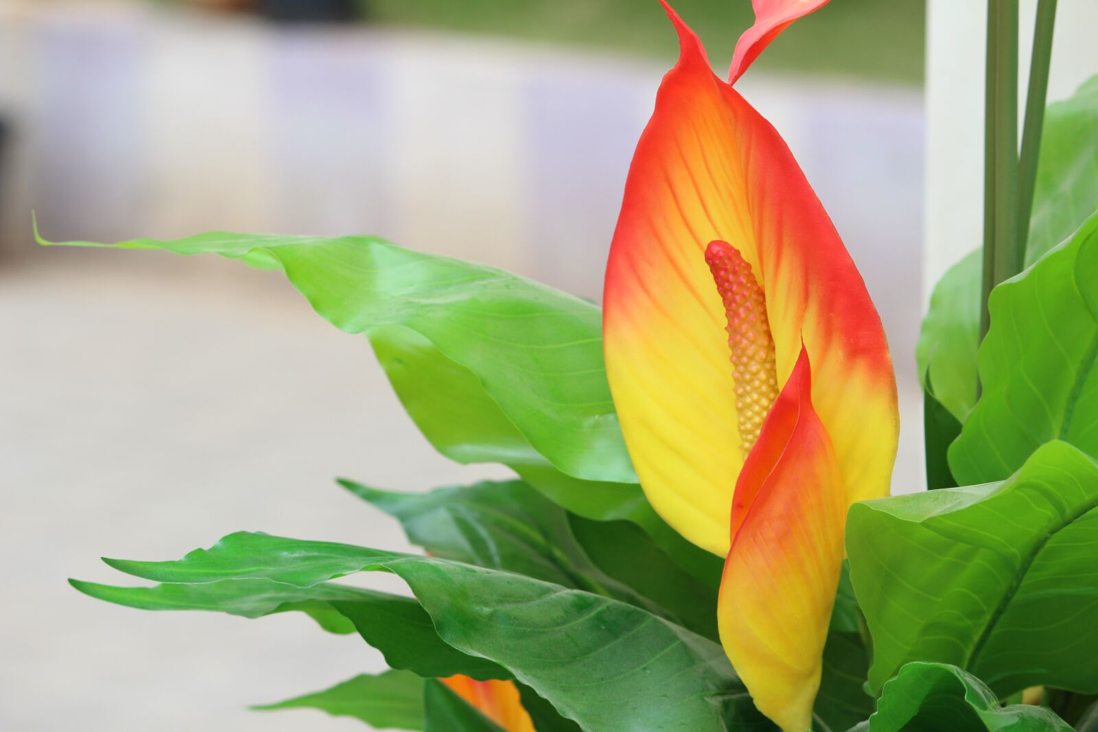 Canon EOS 700D (EOS Rebel T5i / EOS Kiss X7i) sample photo. Flower, garden, yellow photography