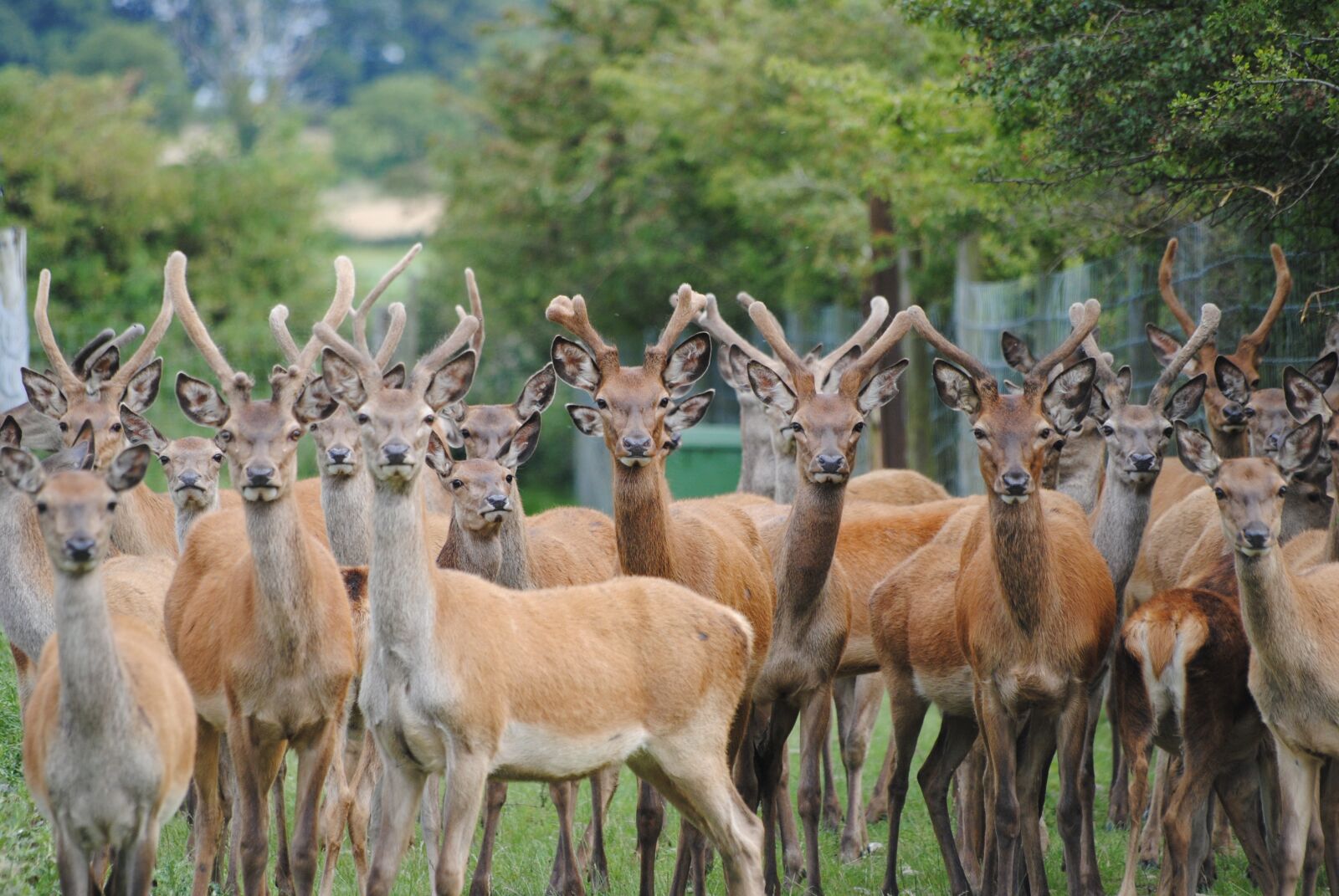 Nikon D3000 sample photo. Red deer, deer farming photography