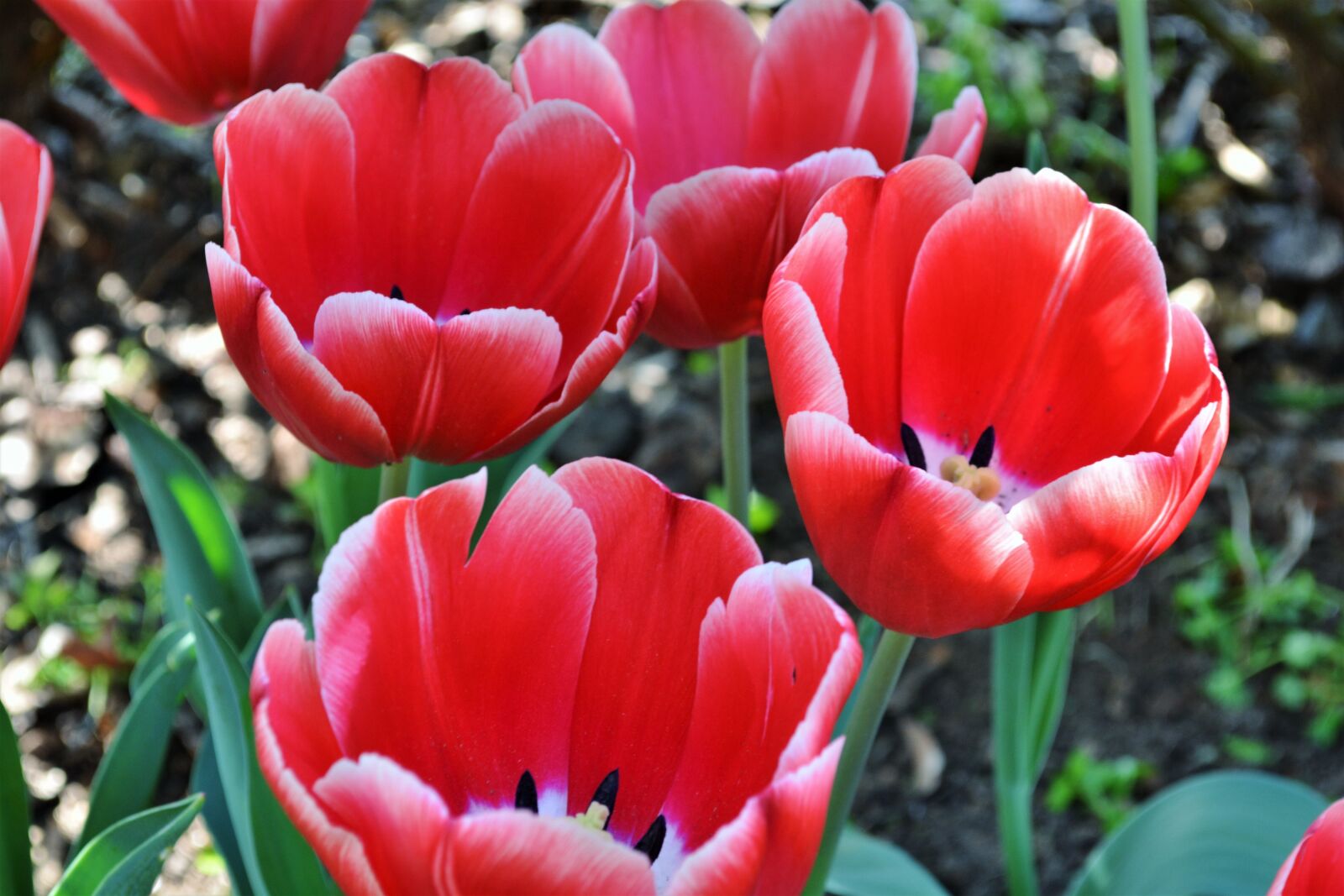 Nikon D5200 sample photo. Tulip, nature, flower photography