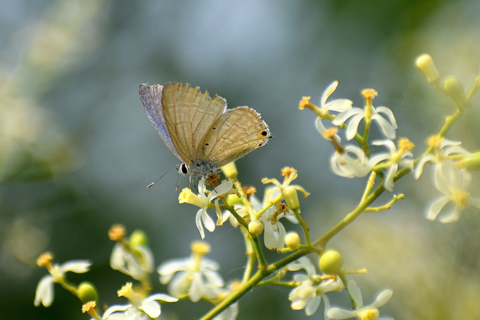 Nikon D3300 sample photo. Butterfly, flowers, neem photography