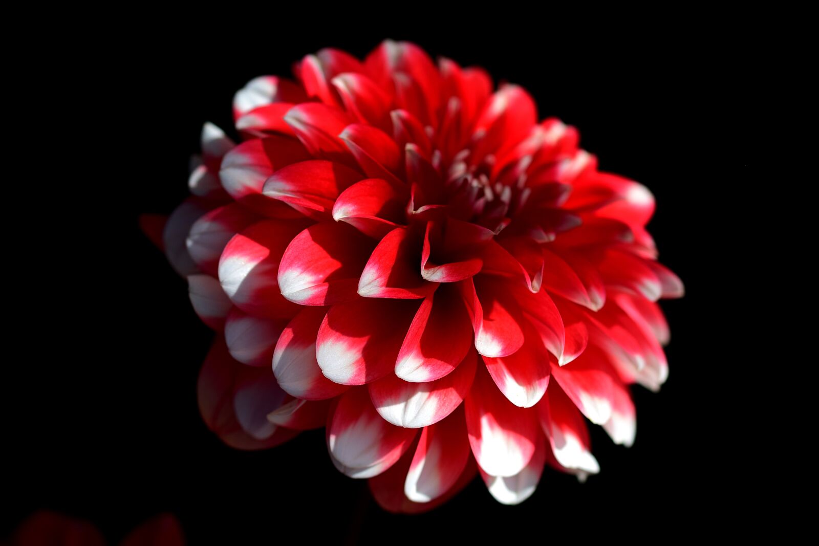 Nikon D3300 sample photo. Flower, pedals, bloom photography