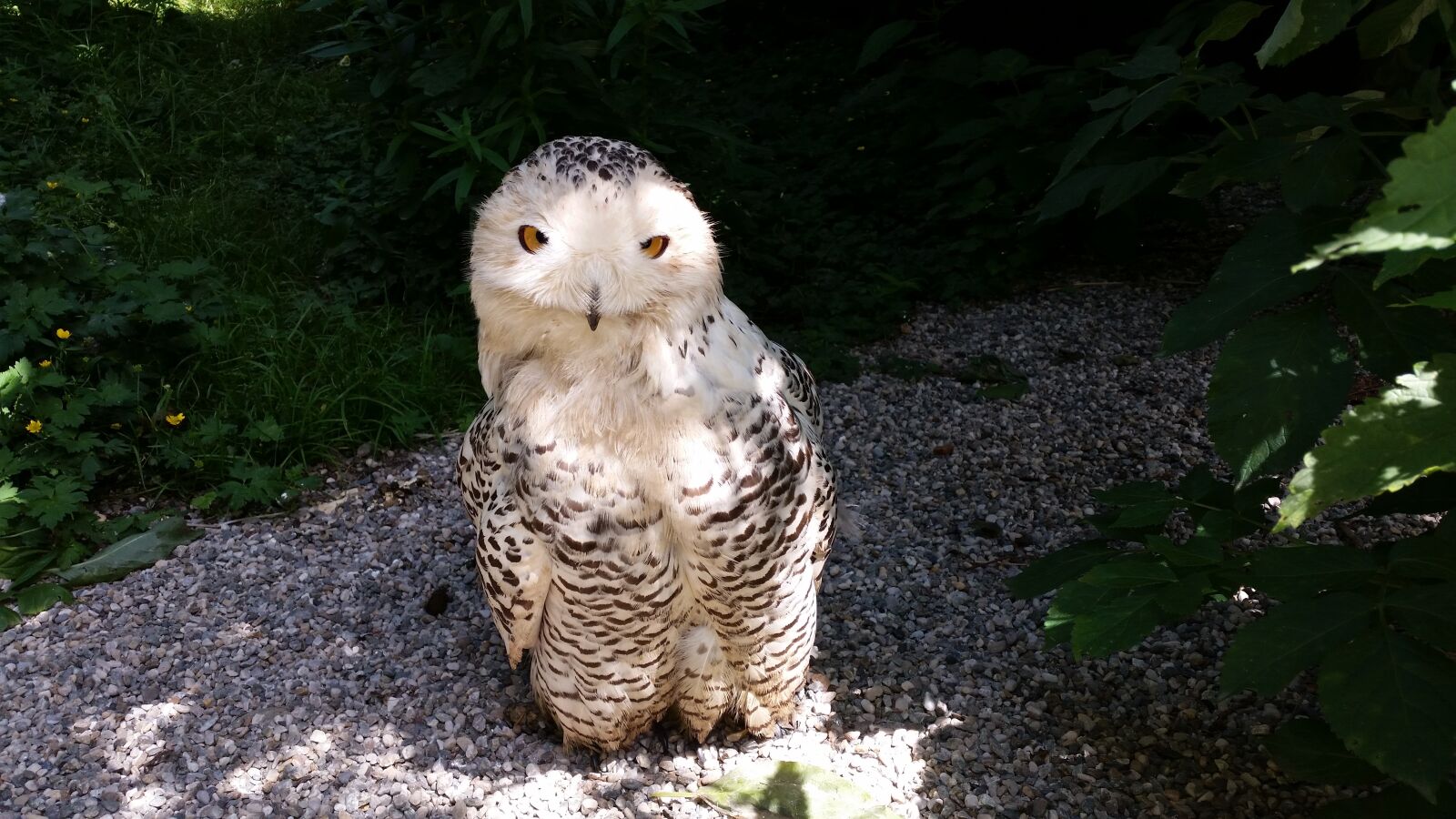 Samsung Galaxy S5 sample photo. Owl, bird, animals photography