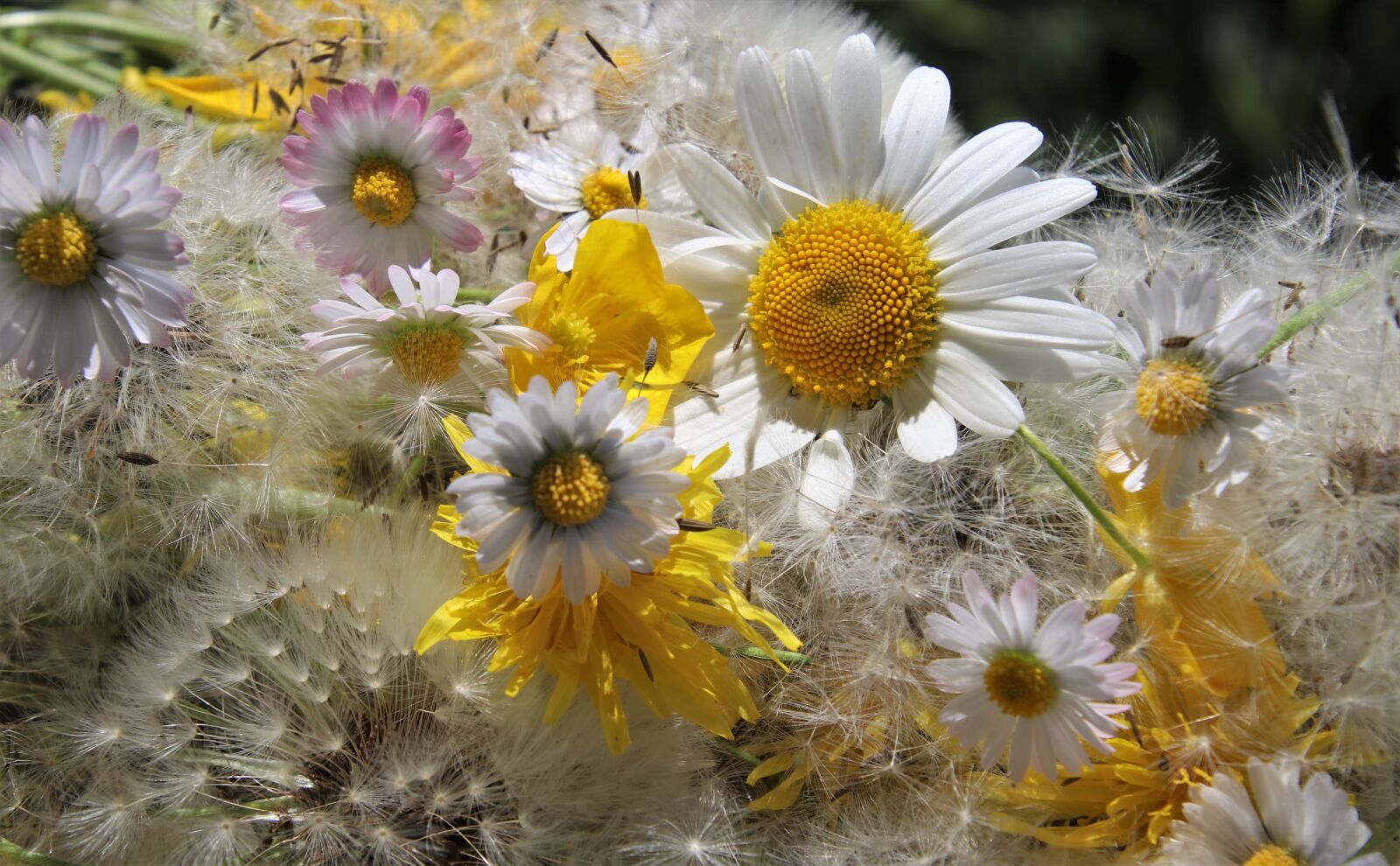 Canon EOS 80D sample photo. Daisies, nuns, meadow photography
