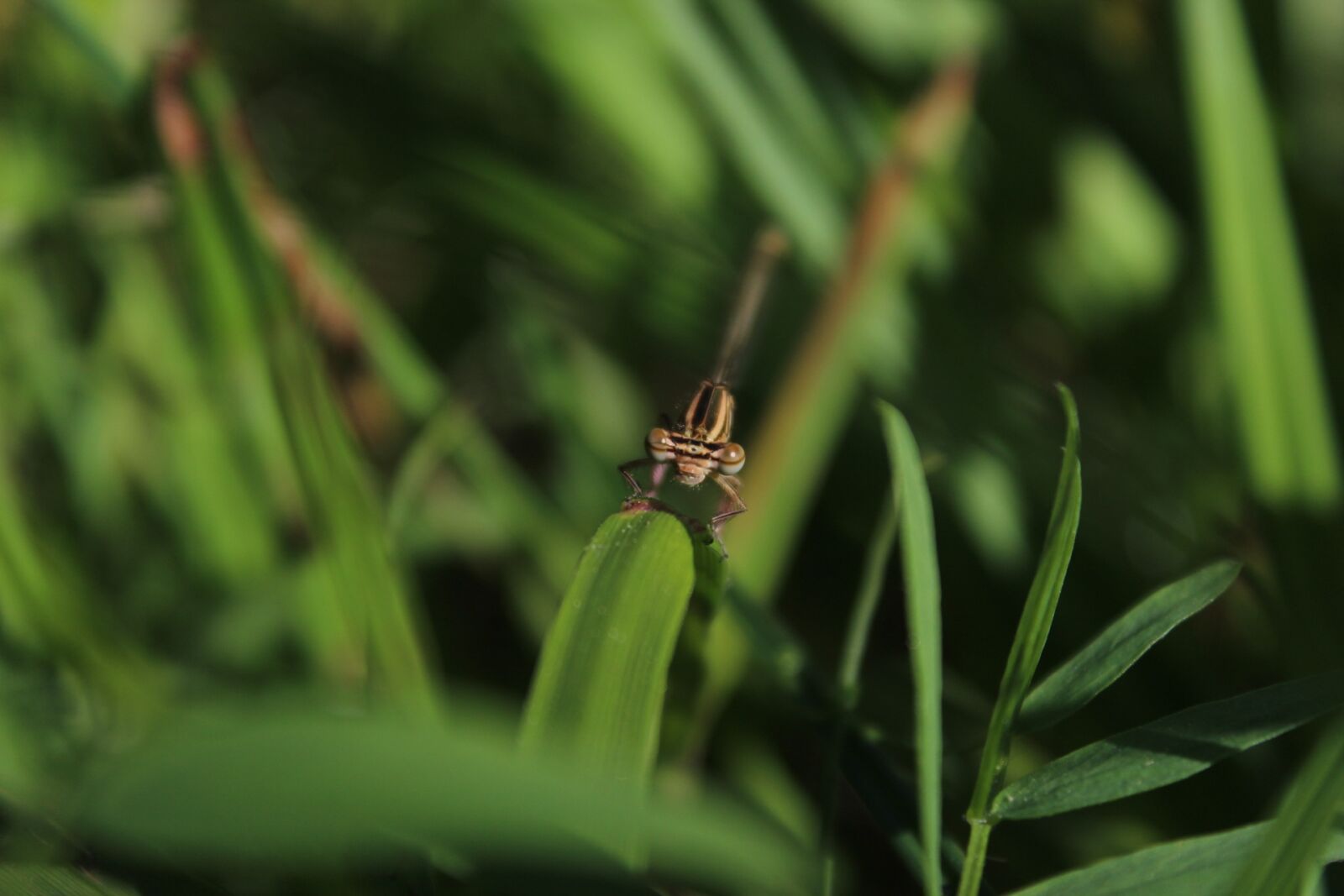 Canon EOS 1300D (EOS Rebel T6 / EOS Kiss X80) sample photo. Macro, dragonfly, canon photography