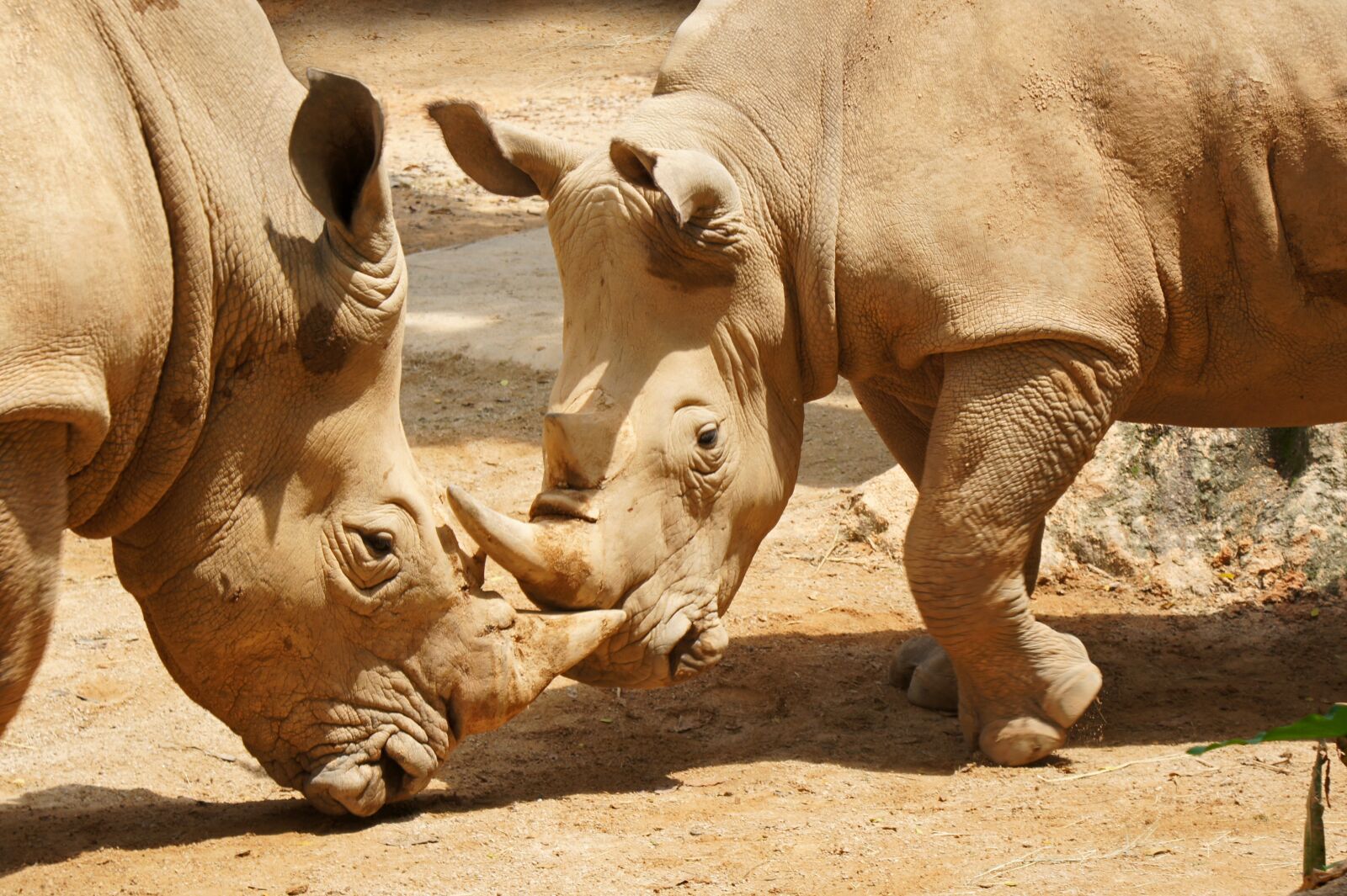 Sony SLT-A33 sample photo. Rhinoceros, singapore zoo, zoo photography