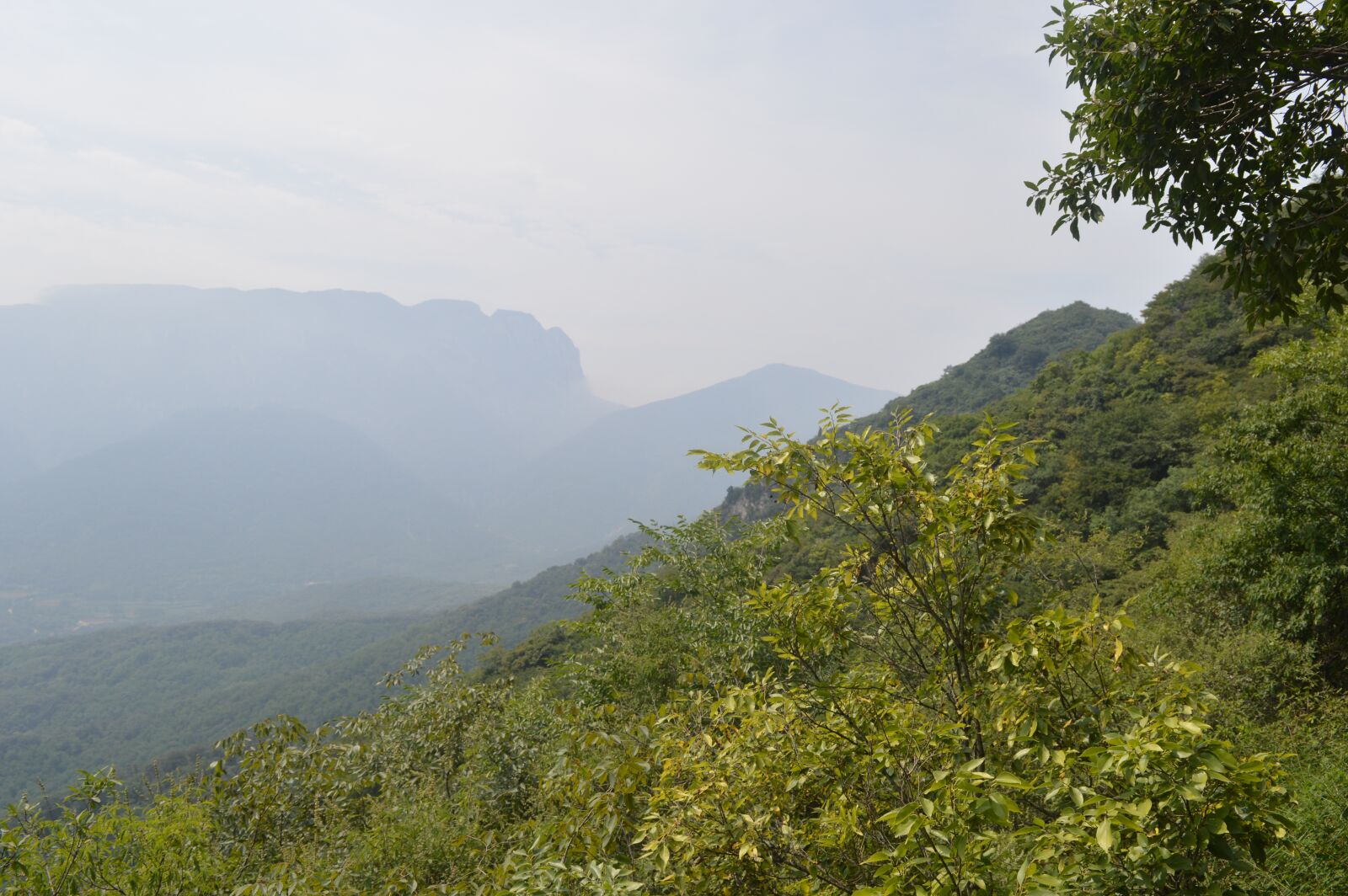 Nikon D3200 sample photo. Tree, bush, mist photography