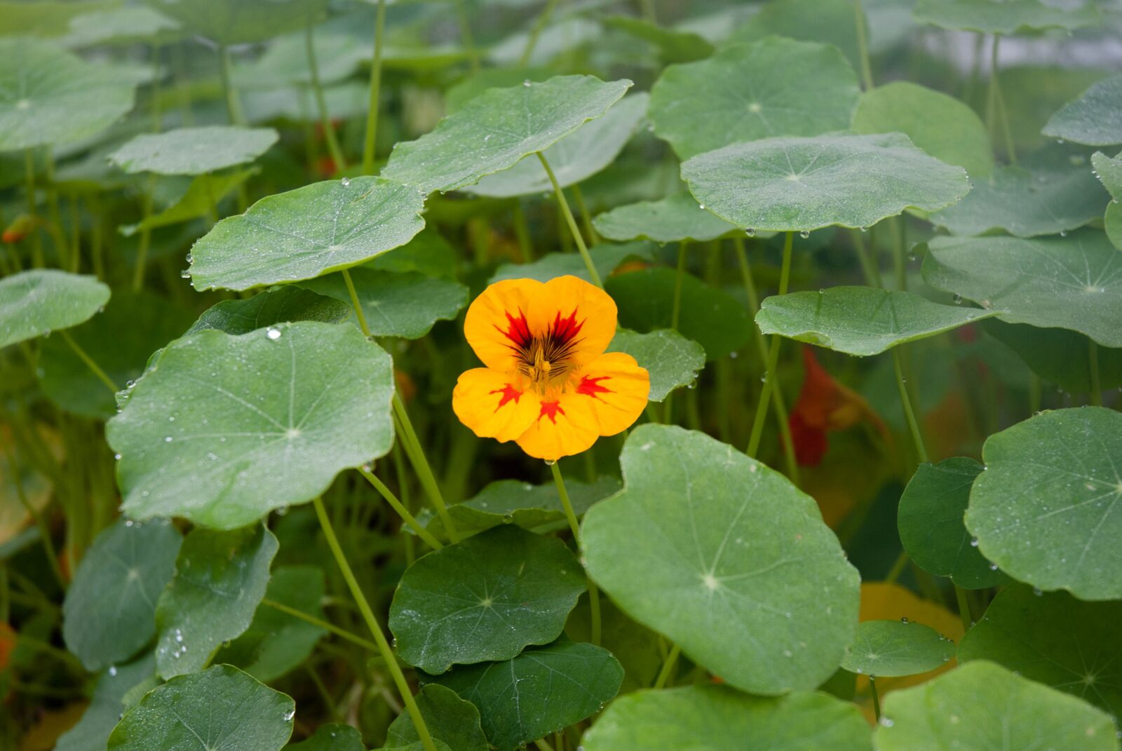 Nikon D80 sample photo. Nasturtium, flower, orange photography